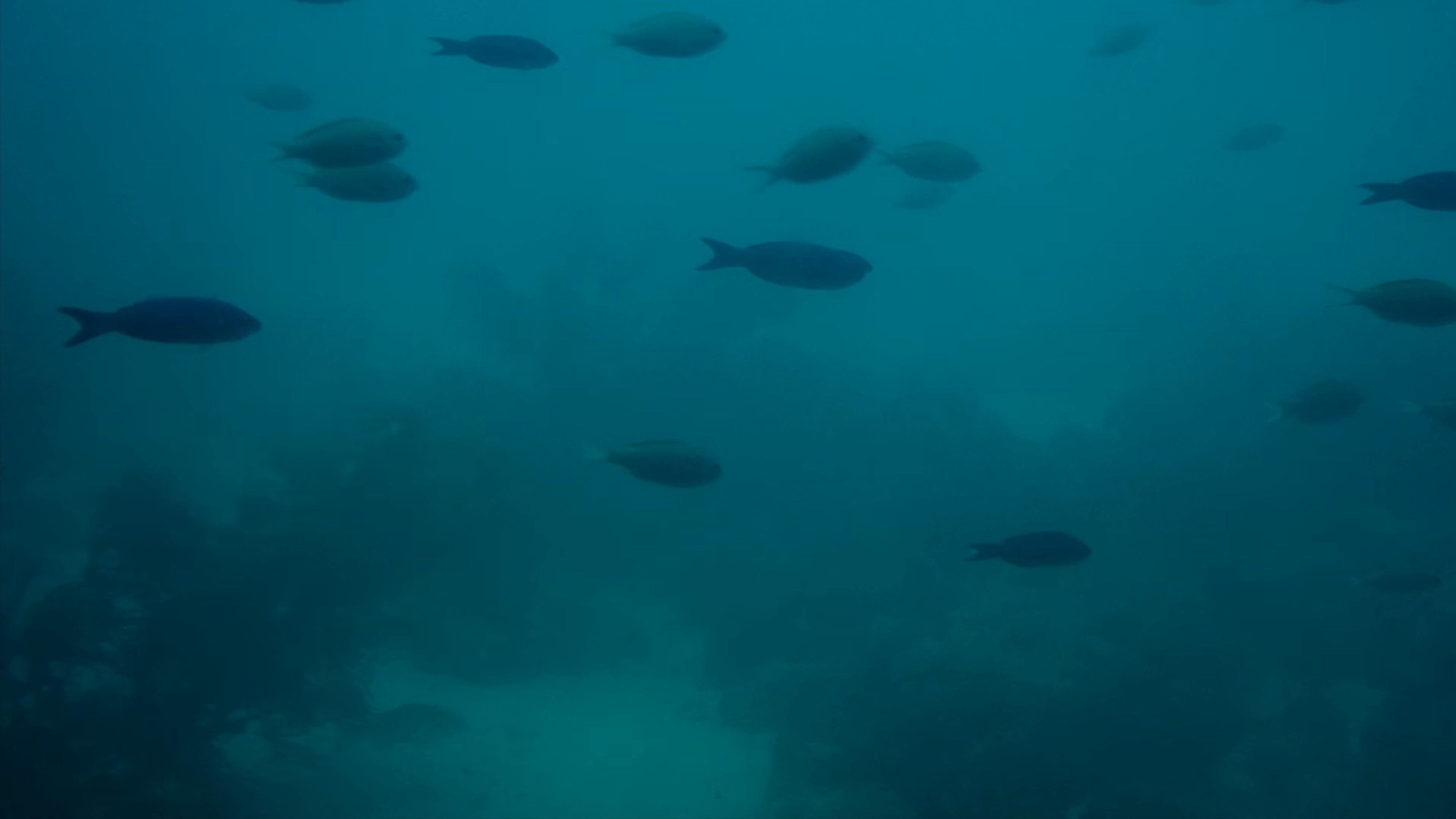 DIVE (2025) —  shot,  lighting