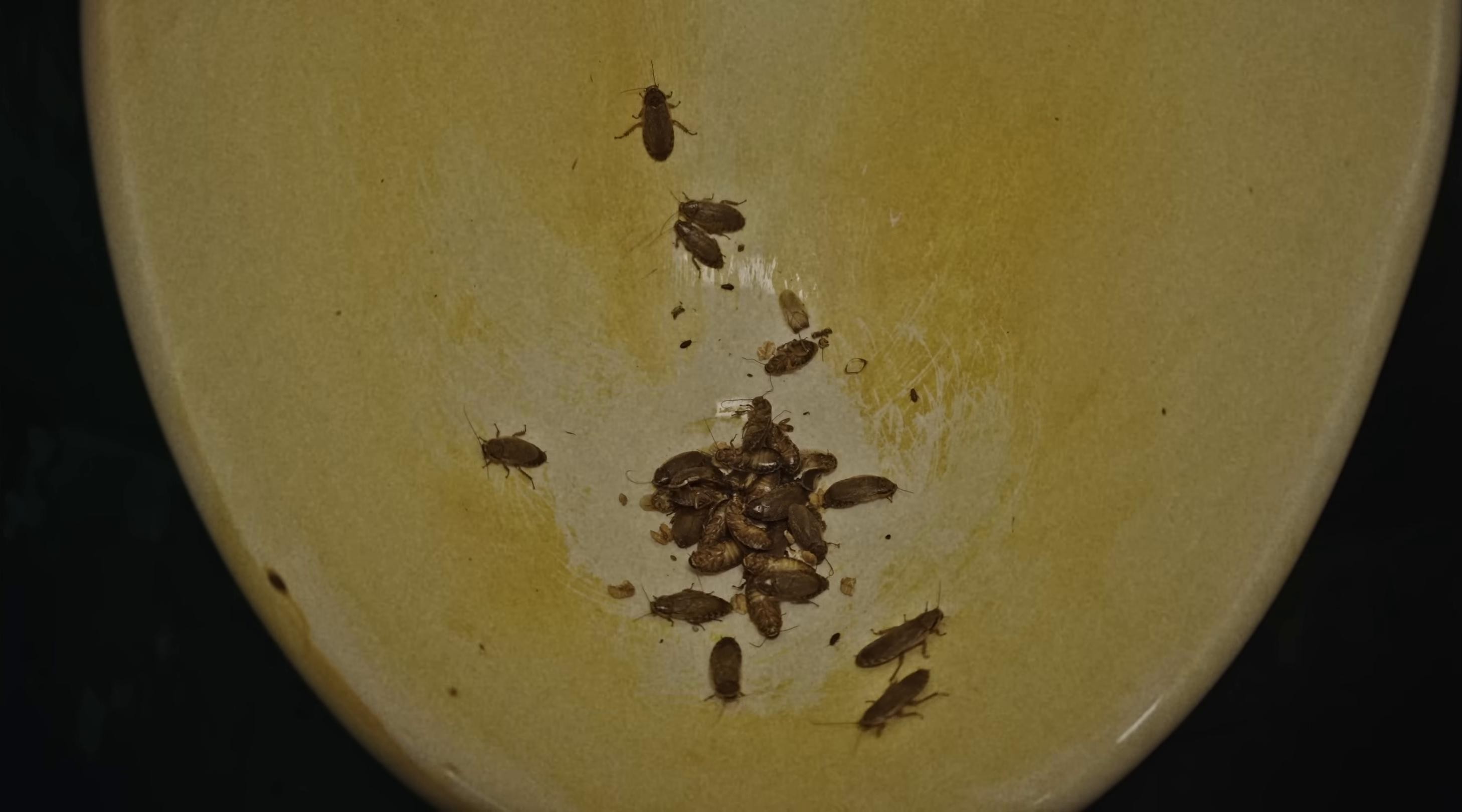 Prostitution (2025) —  shot,  lighting