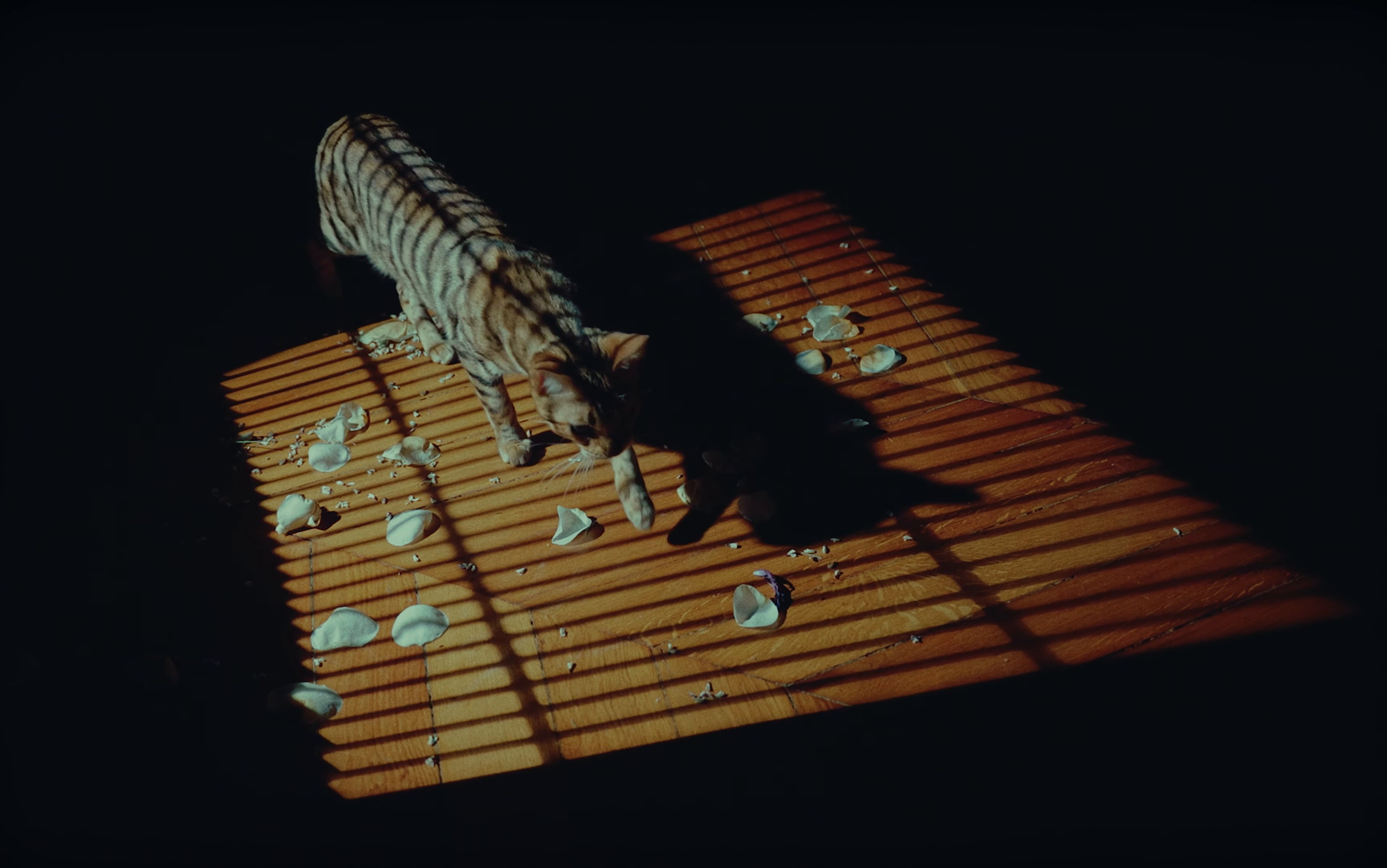 BEST-SELLER (2025) —  shot,  lighting