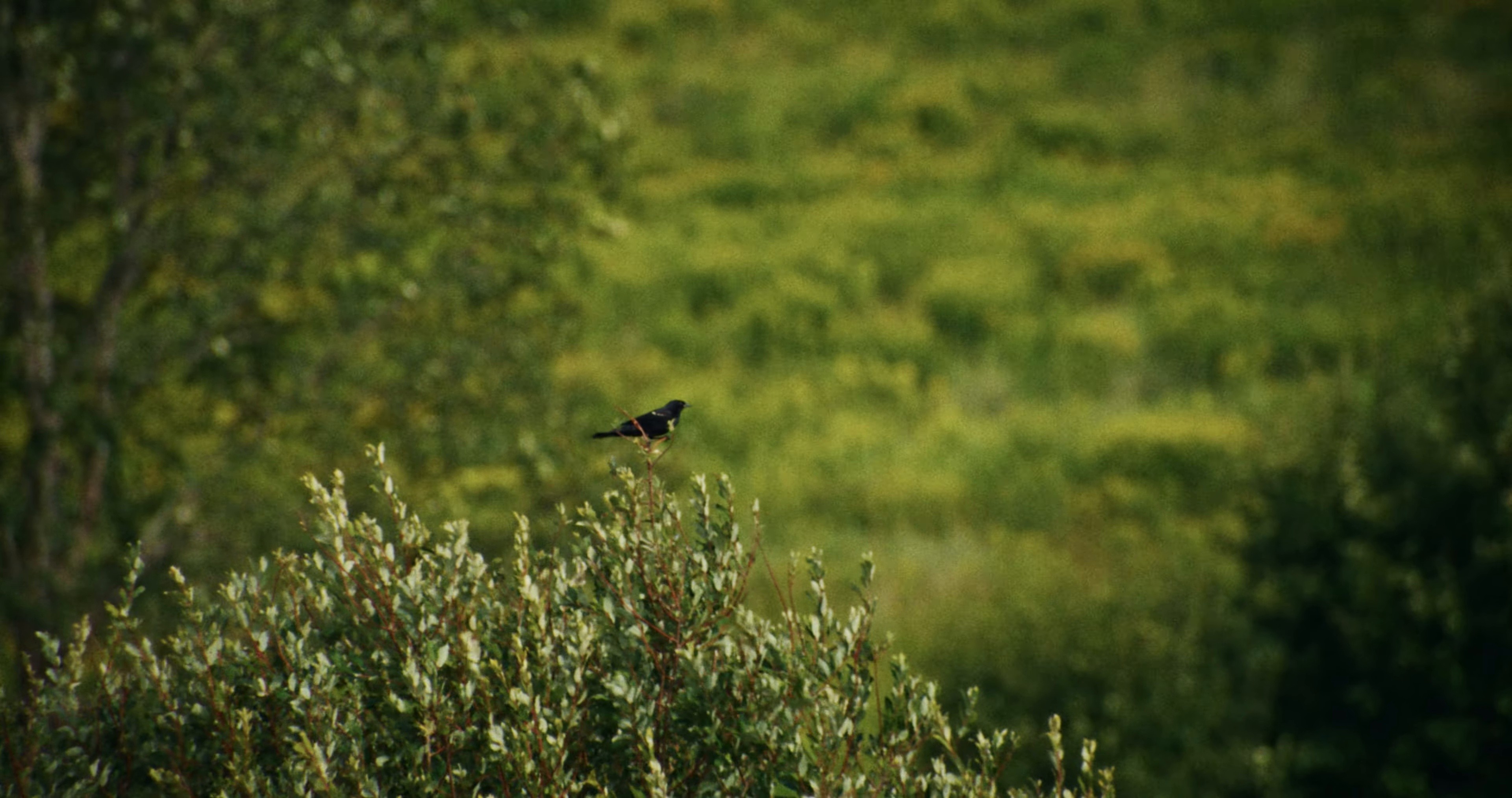 GODDAMN! (2025) —  shot,  lighting