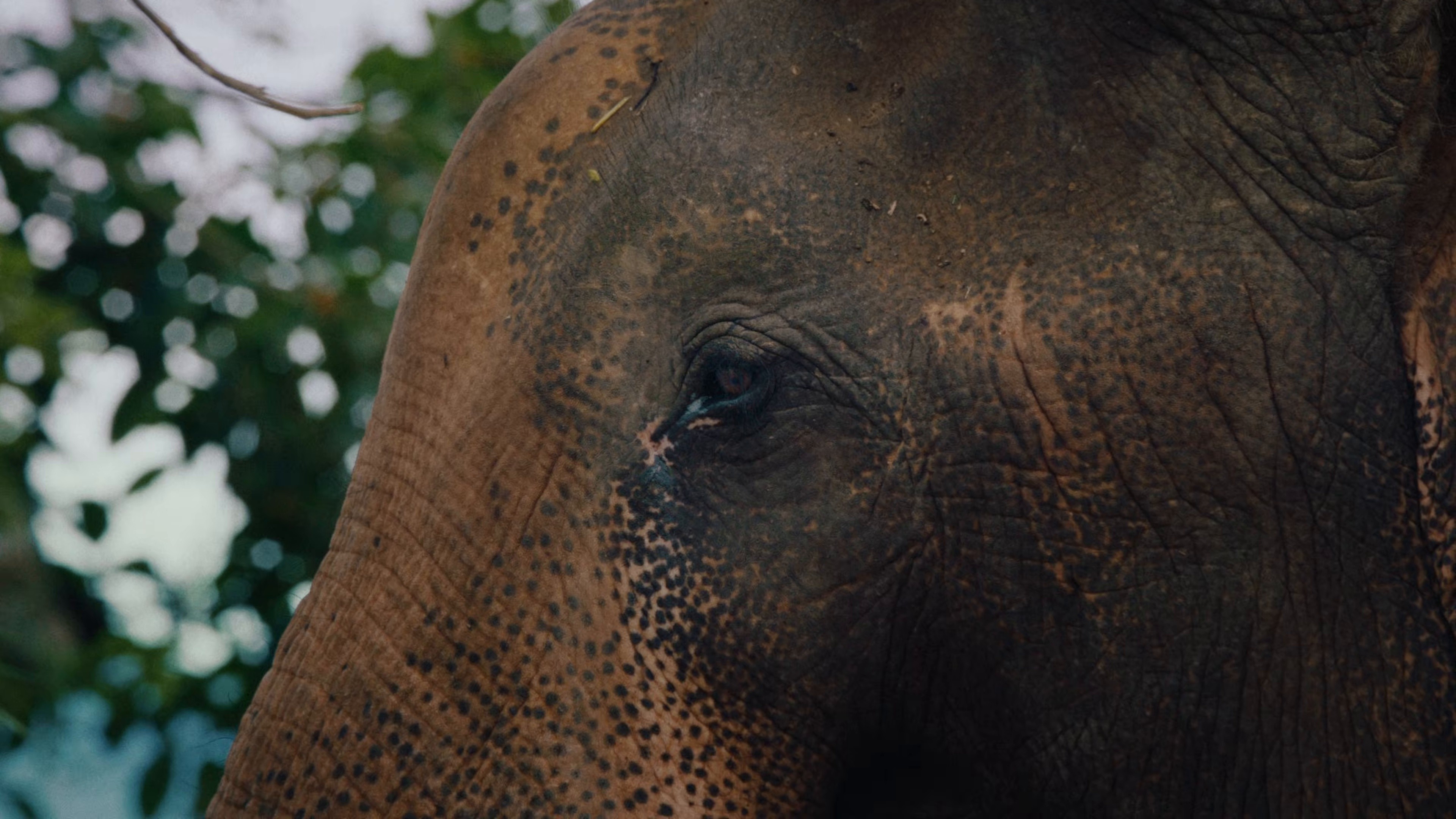 Mục Hạ Vô Nhân (2025) —  shot,  lighting