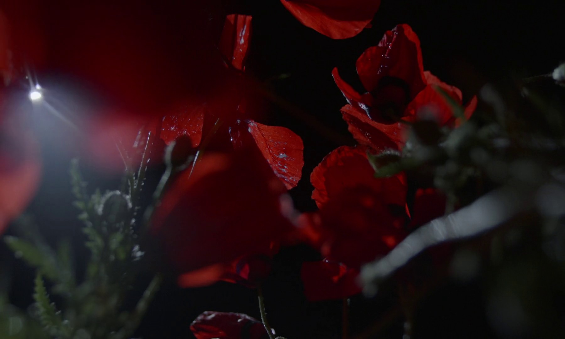 kensshi (2019) —  shot,  lighting