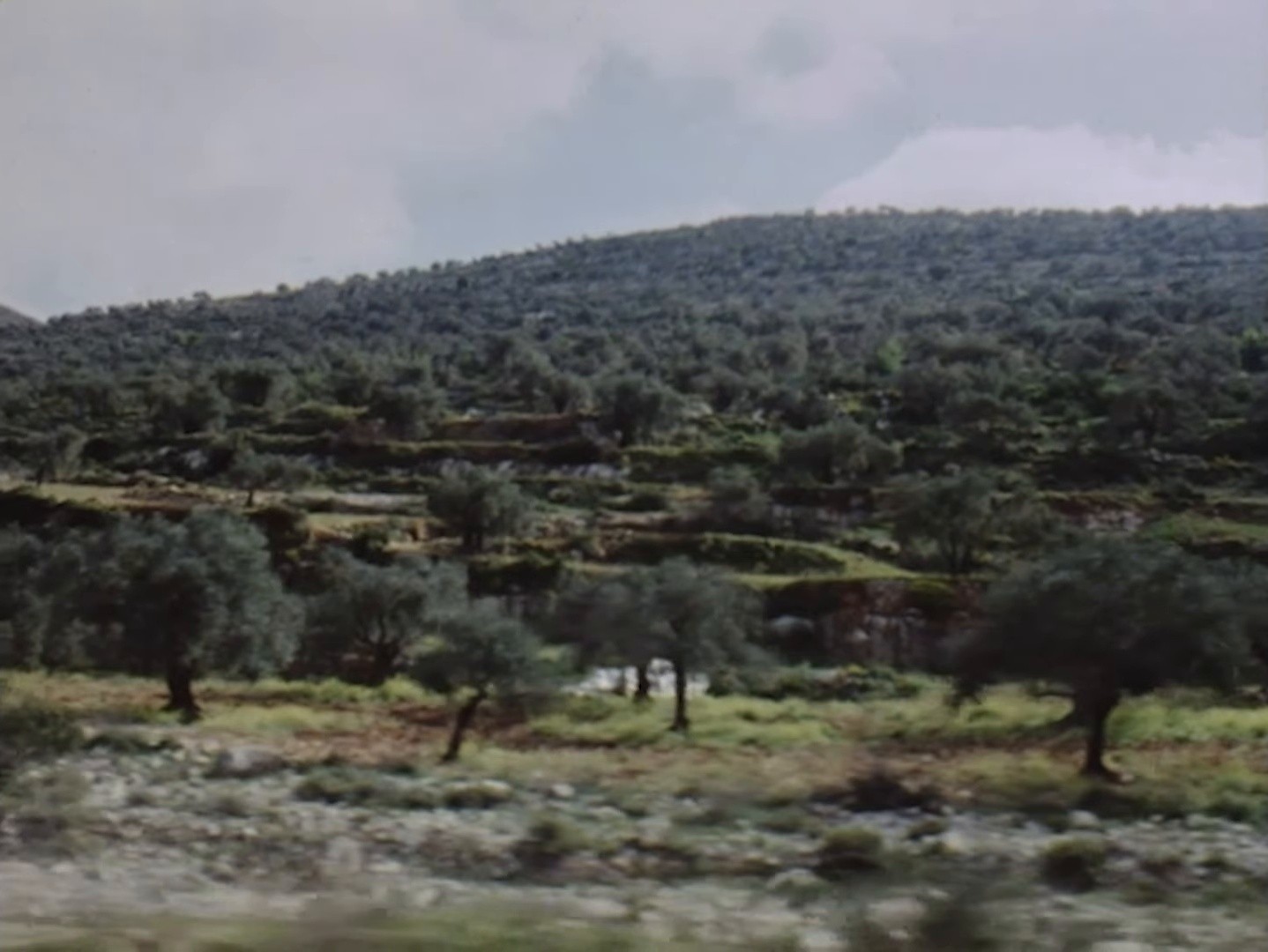 Olive tree (2025) —  shot,  lighting