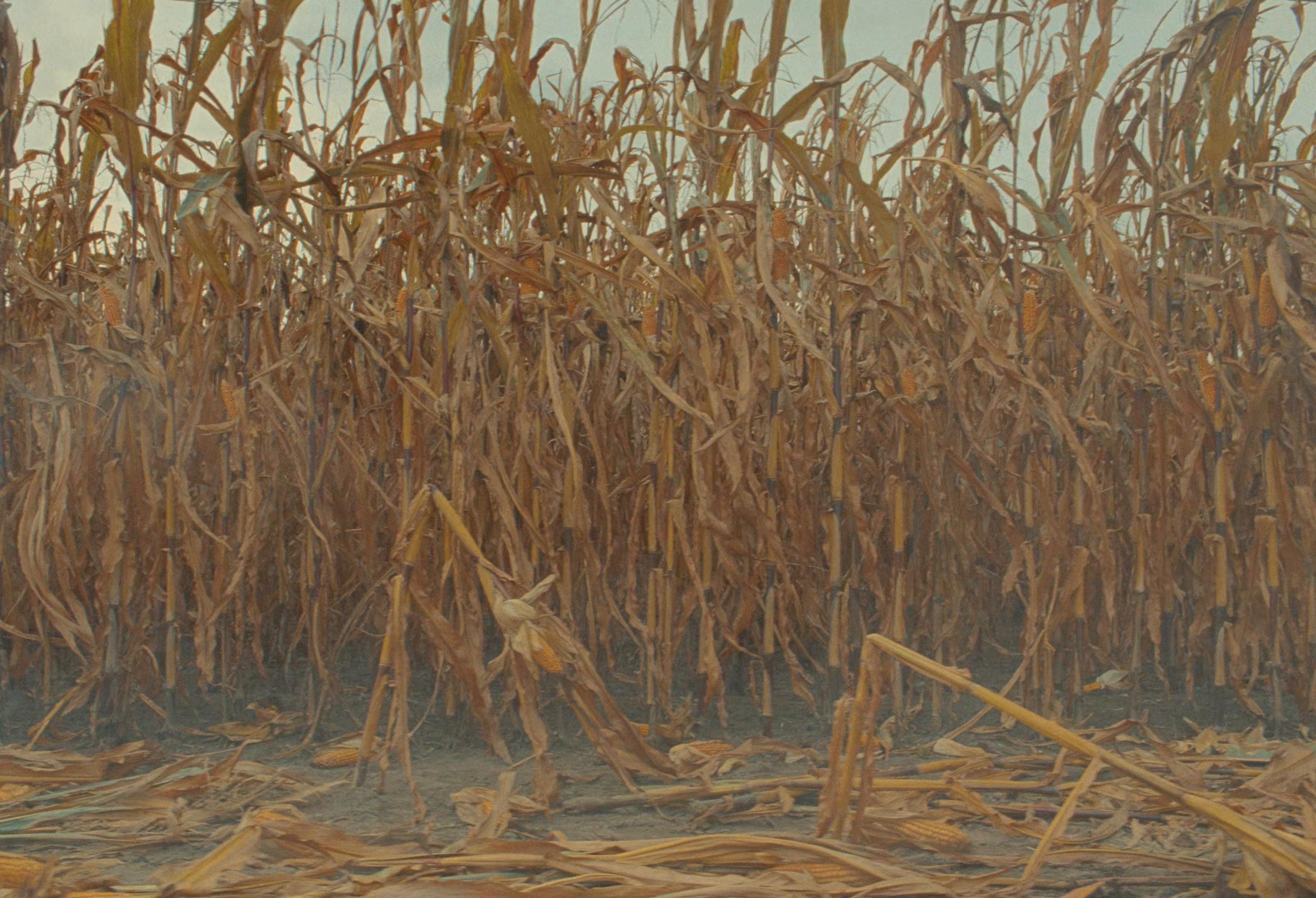 The Phoenician Scheme (2025) —  shot,  lighting