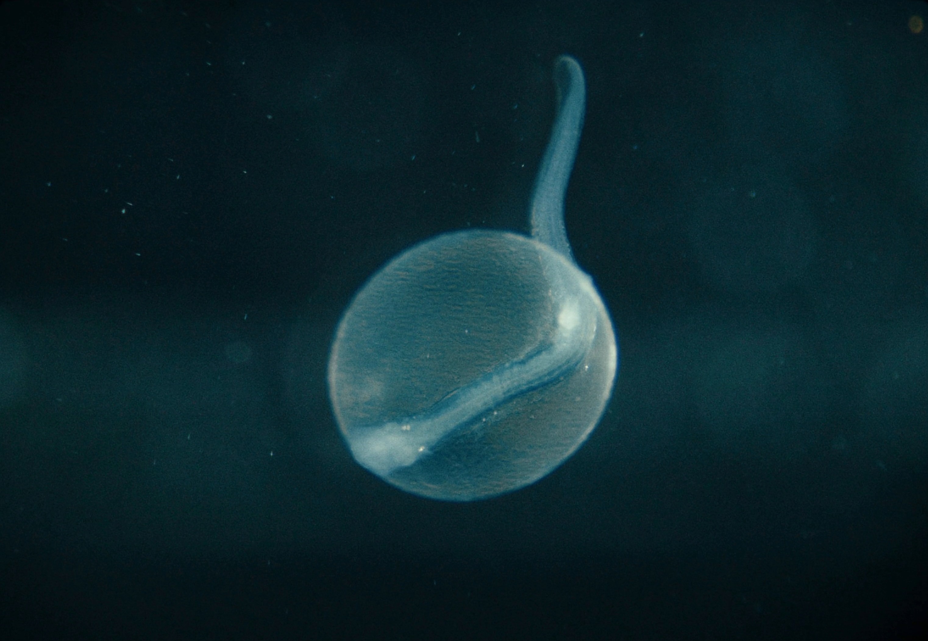 Sterling - Unleash The Magic of Halibut (2024) —  shot,  lighting