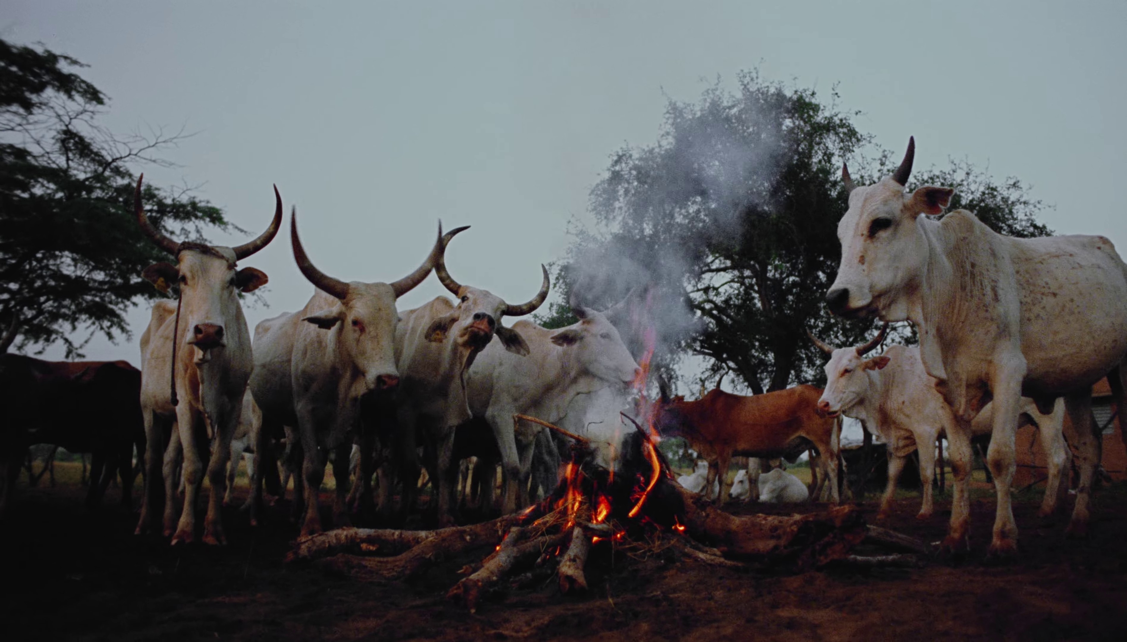 OPENHEARTED (2023) —  shot,  lighting