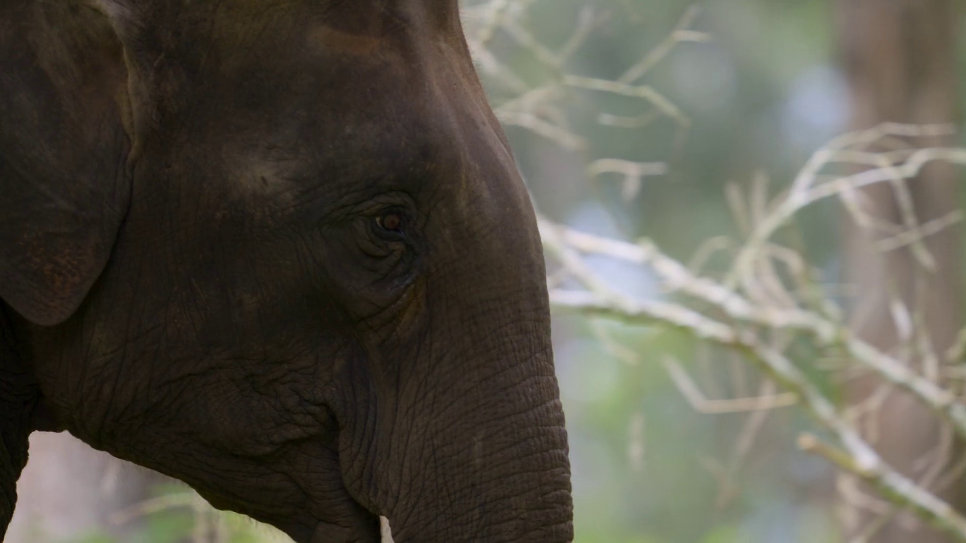 Freedom to Roam (2023) —  shot,  lighting