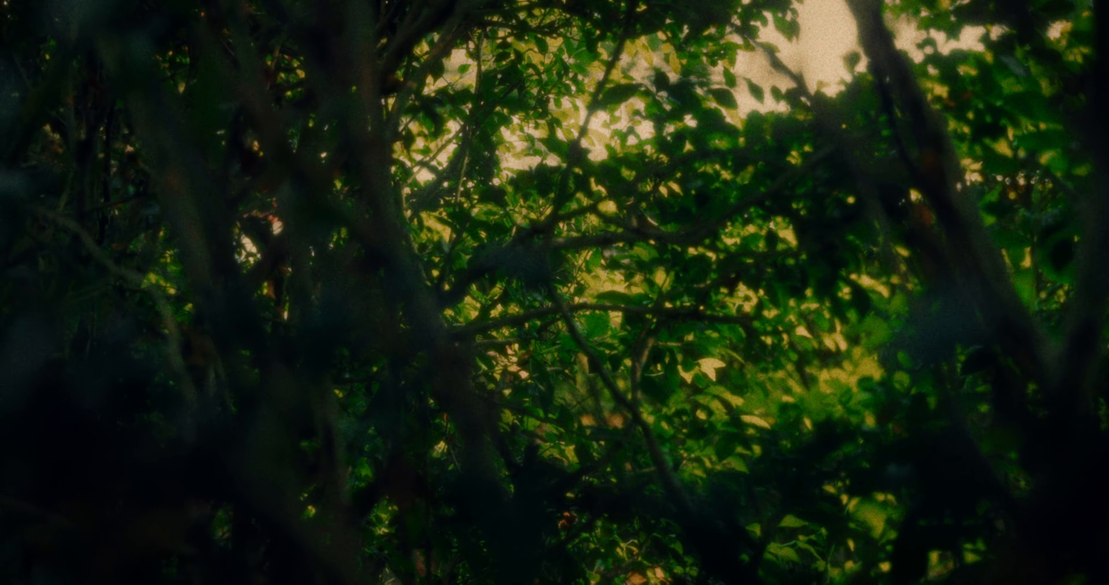 Trust Me (2024) —  shot,  lighting