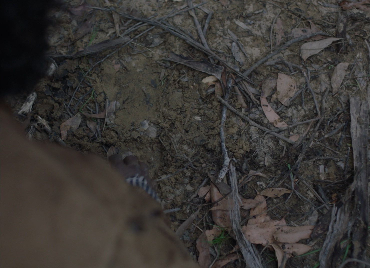 The Nightingale (2018) —  shot,  lighting