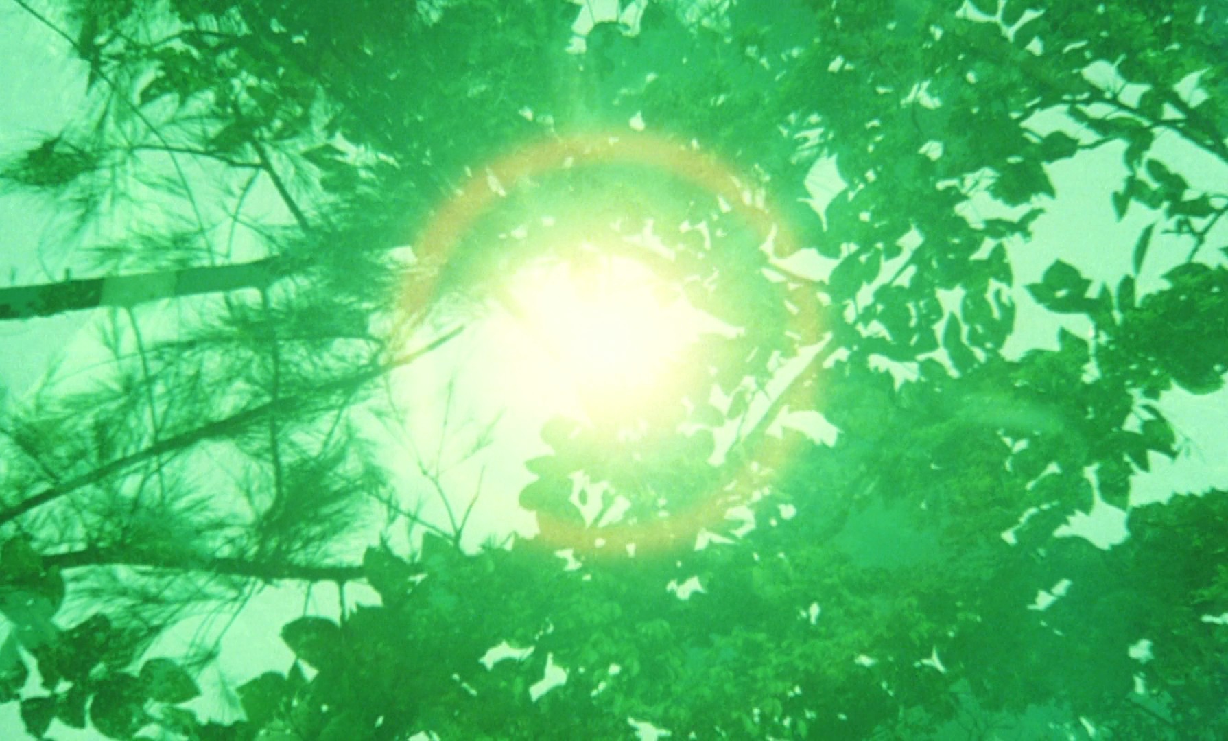 Farewell to the Ark (1984) —  shot,  lighting