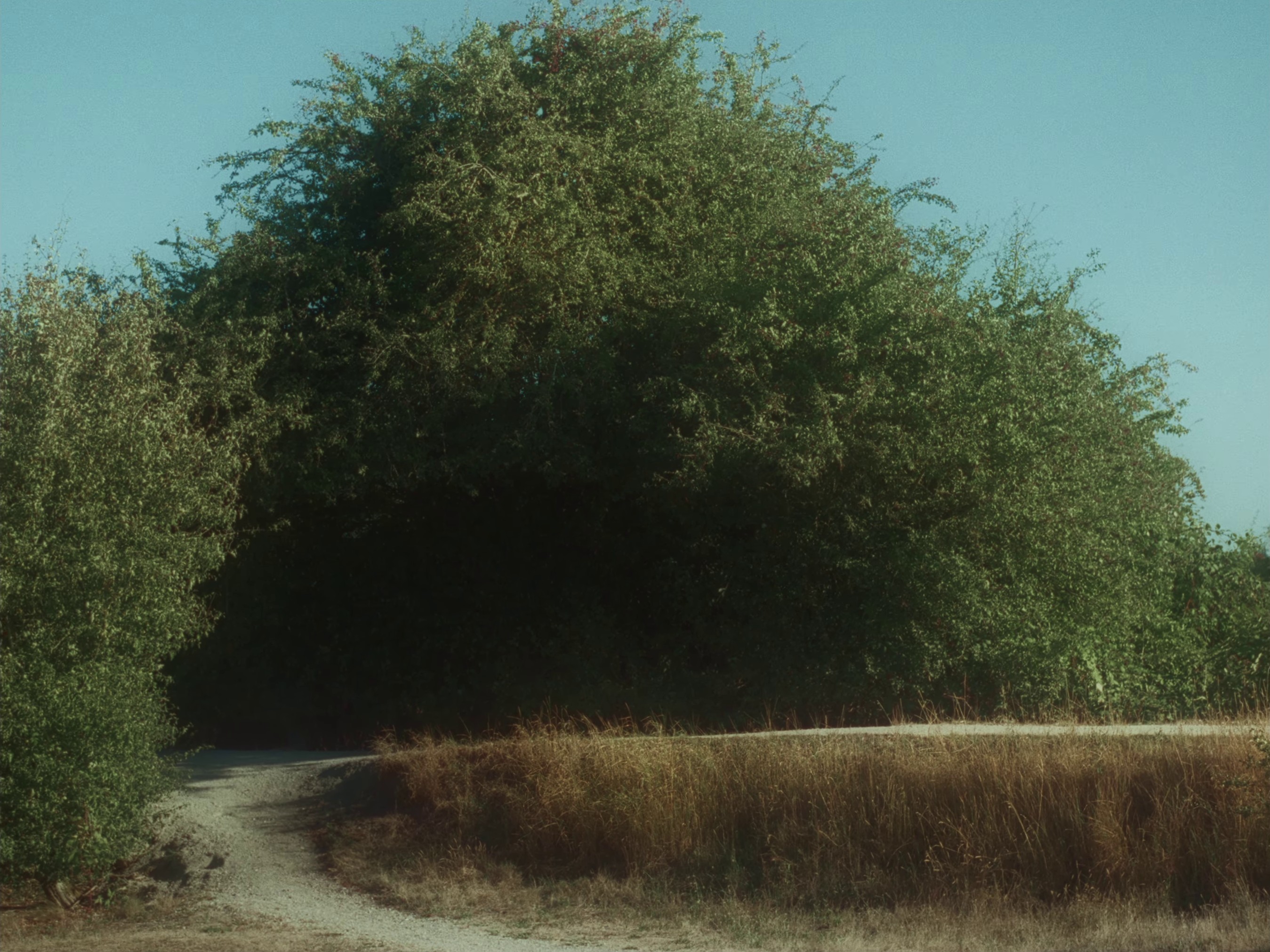 AA BOUQUET FOR YOUR 180 FACE (2024) —  shot,  lighting