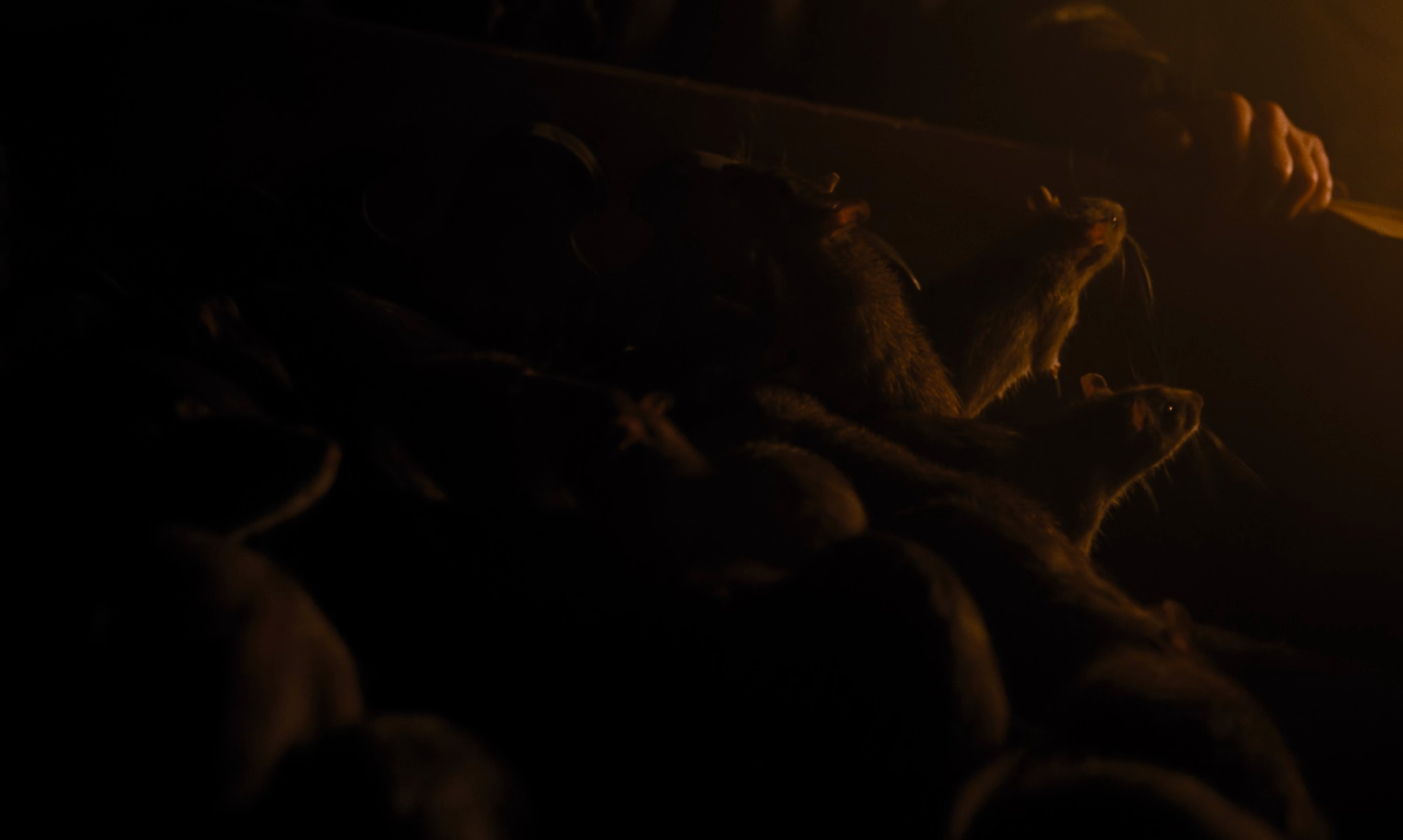 Nosferatu (2025) —  shot,  lighting