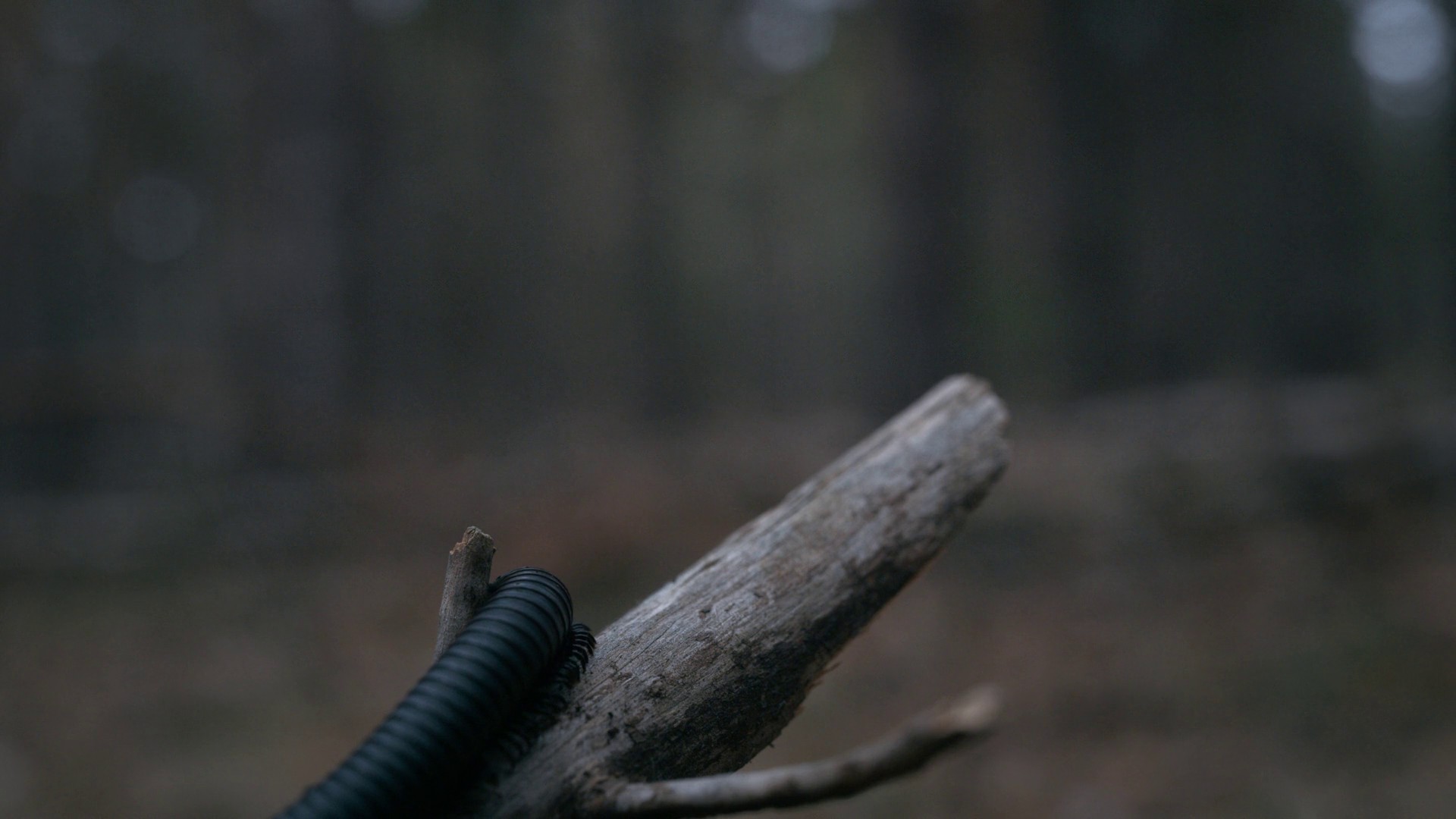 Transpose (2020) —  shot,  lighting