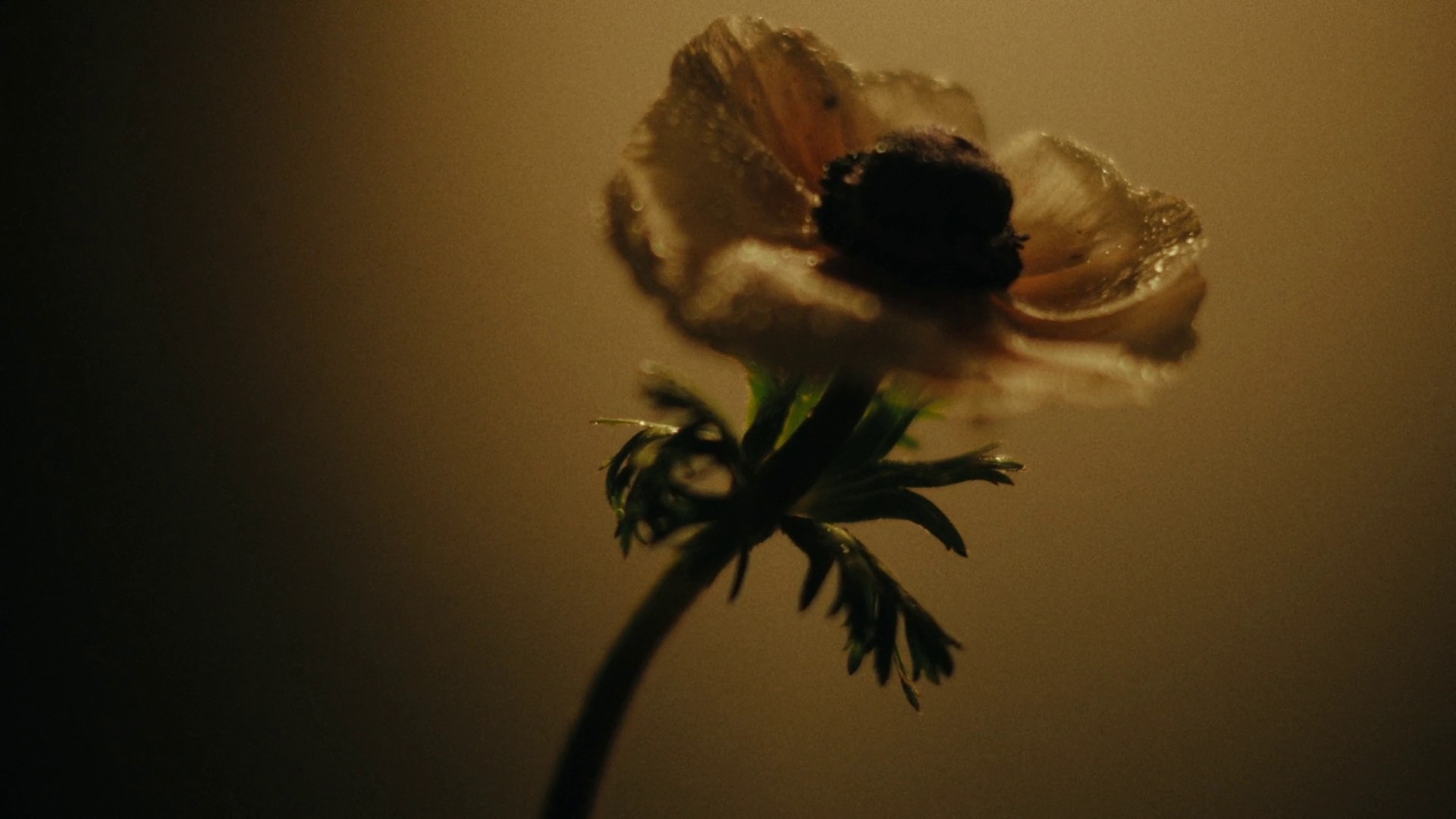 Him or her  (2022) —  shot,  lighting