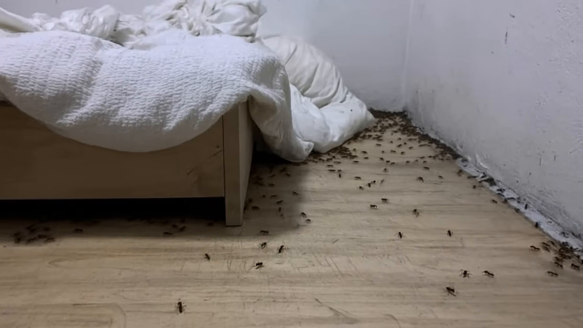 Cannibal World (2025) —  shot,  lighting