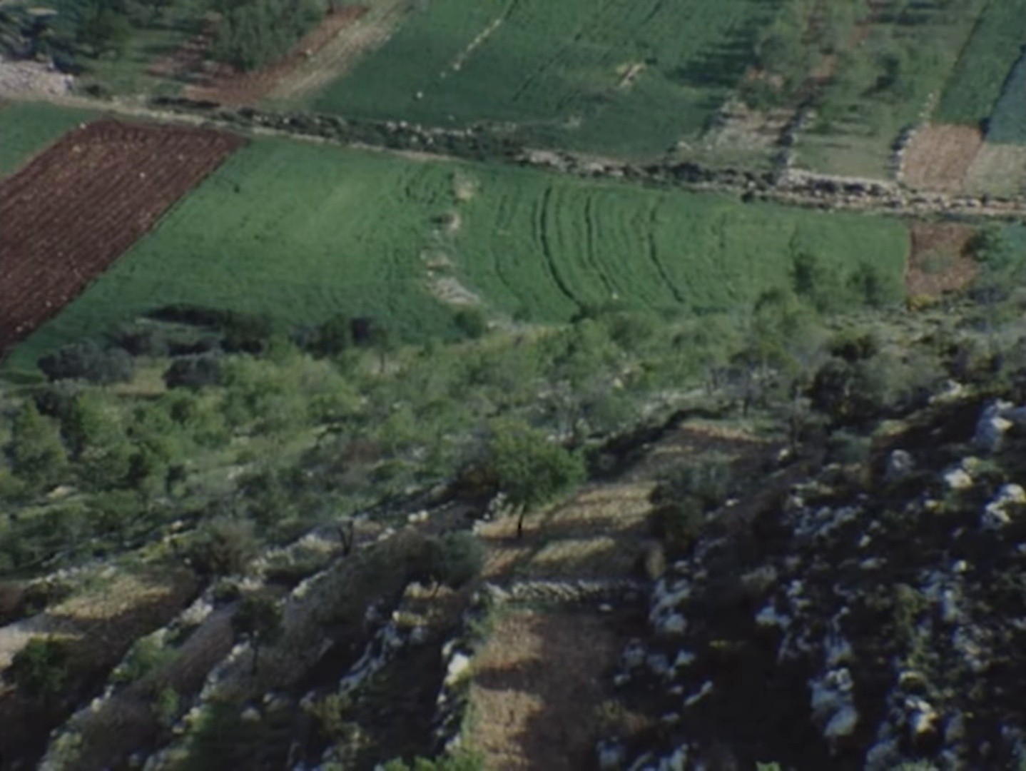 Olive tree (2025) —  shot,  lighting