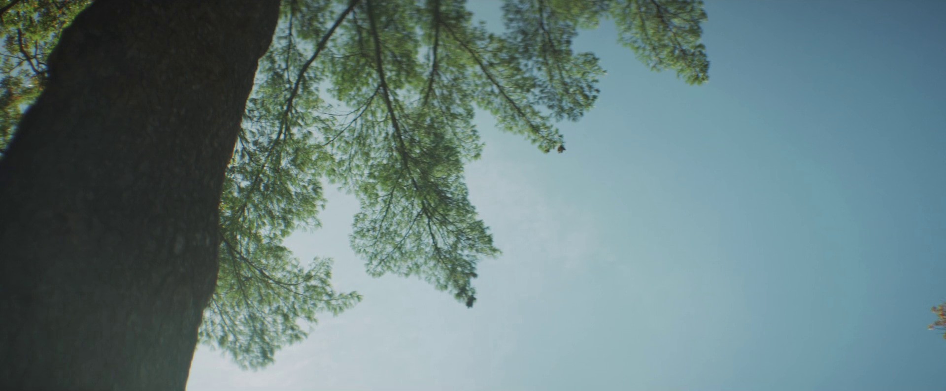 Sororicide (2018) —  shot,  lighting