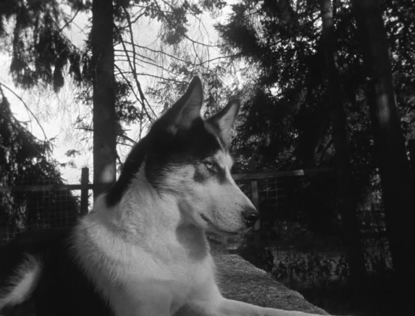 Knock Out Ginger (2014) —  shot,  lighting