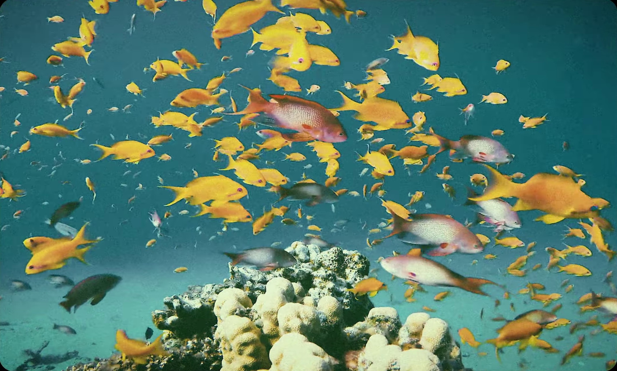 Crown Bounce (2024) —  shot,  lighting