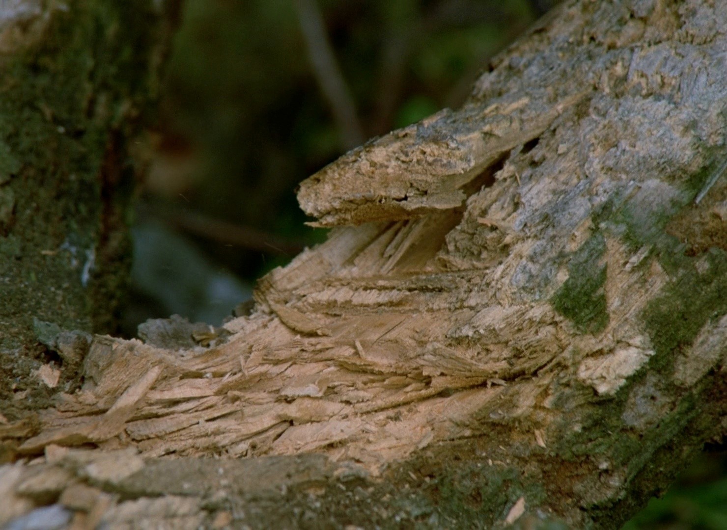 Little Otik (2001) —  shot,  lighting