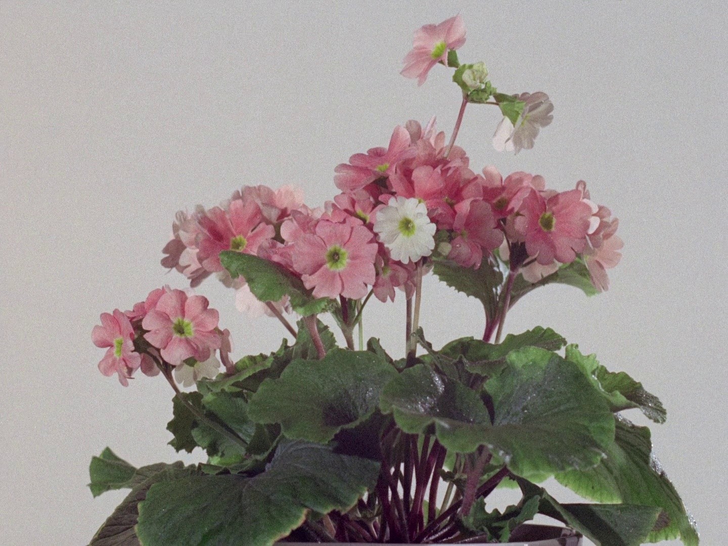 Diptych (2011) —  shot,  lighting