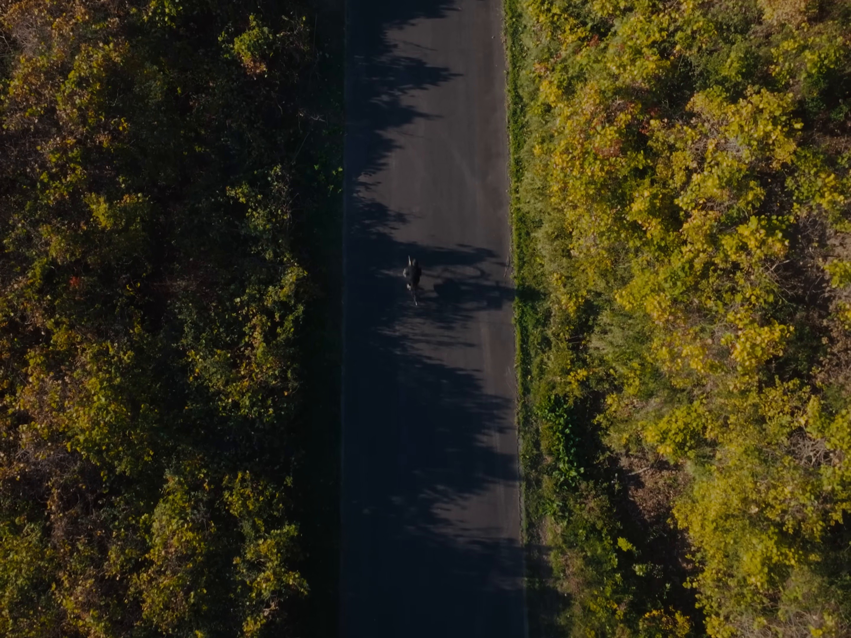 Sensation Season (2026) —  shot,  lighting