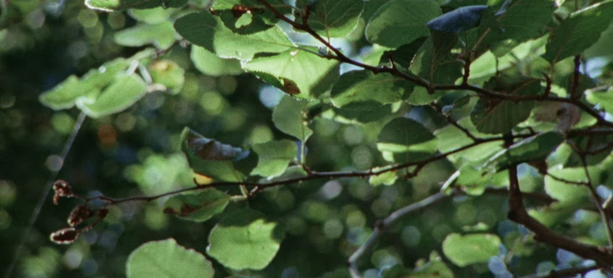 You Don't Have To Know (2025) —  shot,  lighting