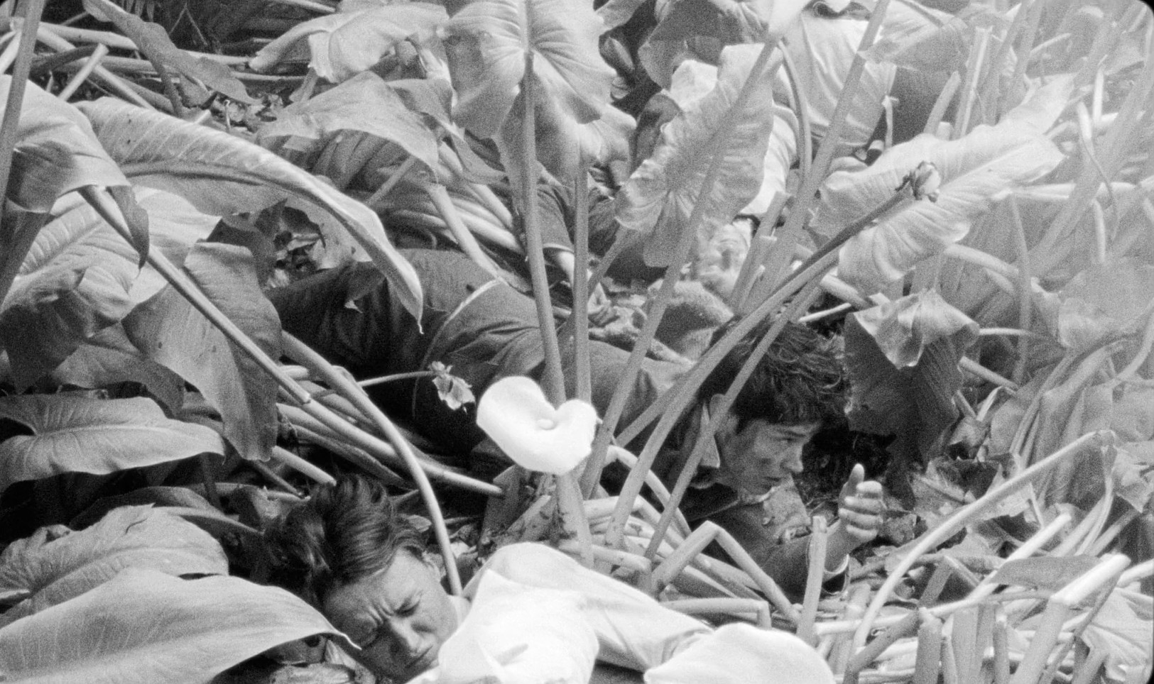 The Wild Boys (2017) —  shot,  lighting