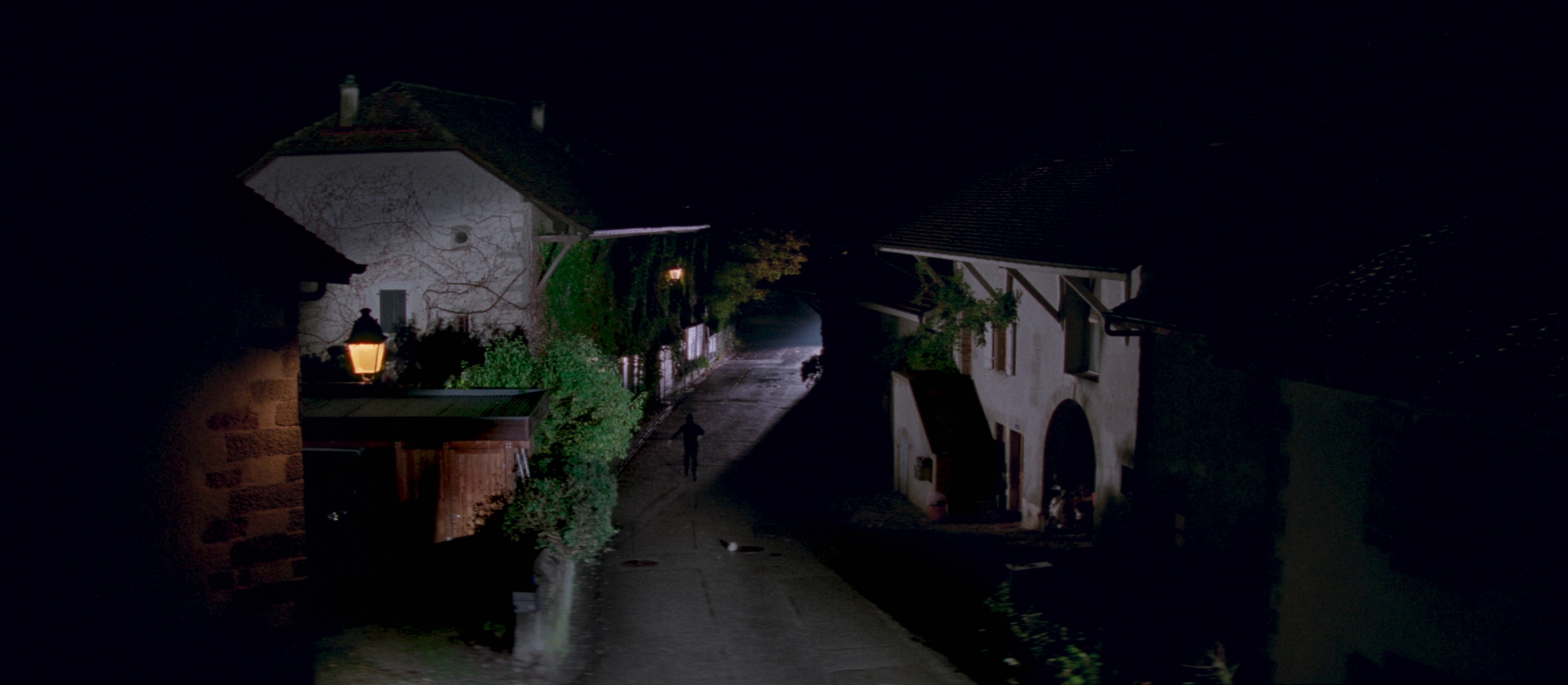 MIGROS - SALVIA ROSMARINUS (2024) —  shot,  lighting