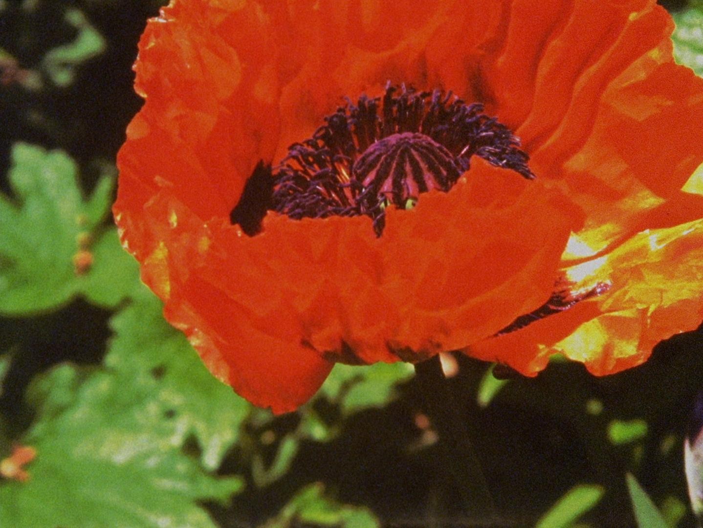 Wasteland No.1 - Ardent, Verdant (2017) —  shot,  lighting