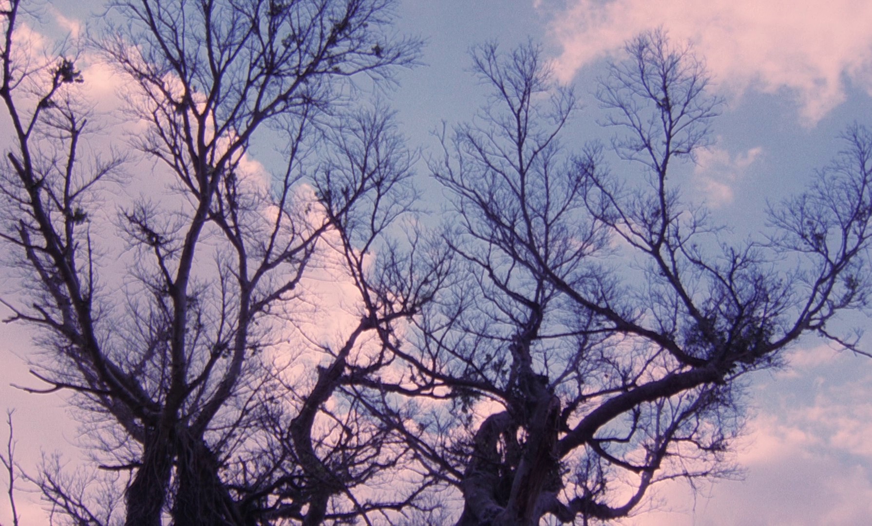 Farewell to the Ark (1984) —  shot,  lighting