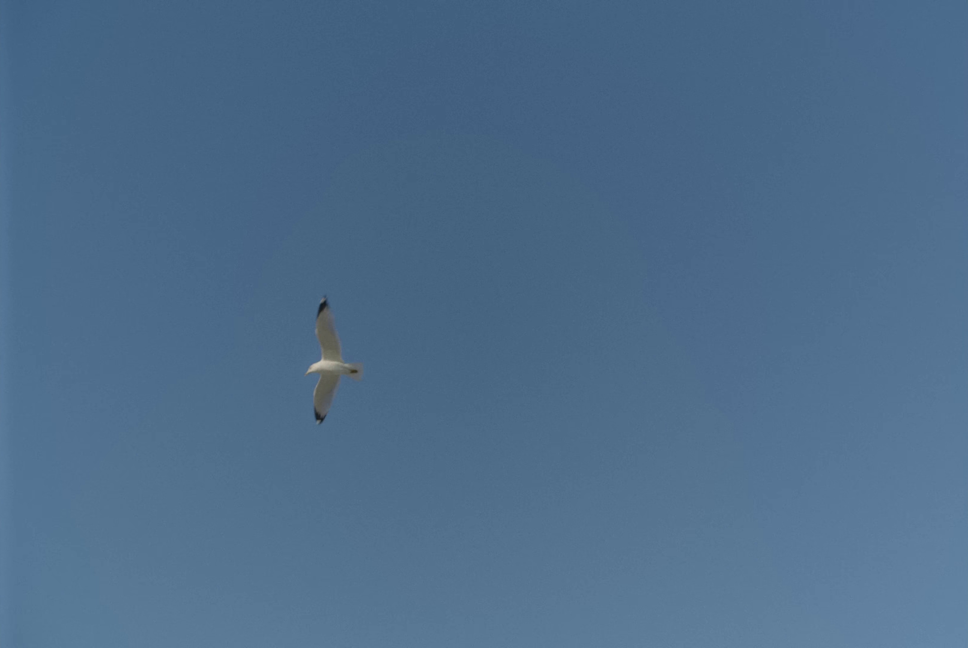 Wishes (2024) —  shot,  lighting