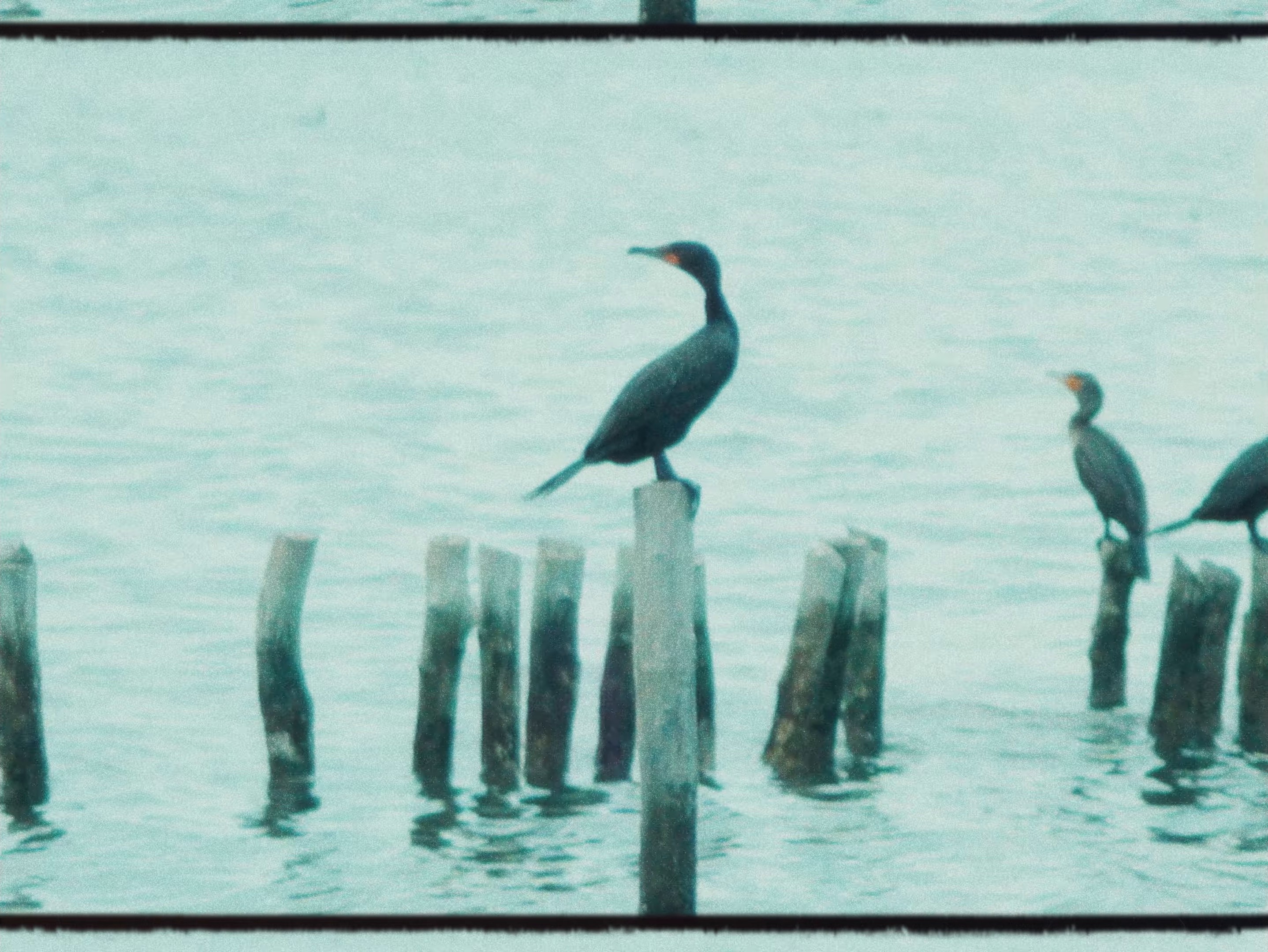 Gondwana (2024) —  shot,  lighting