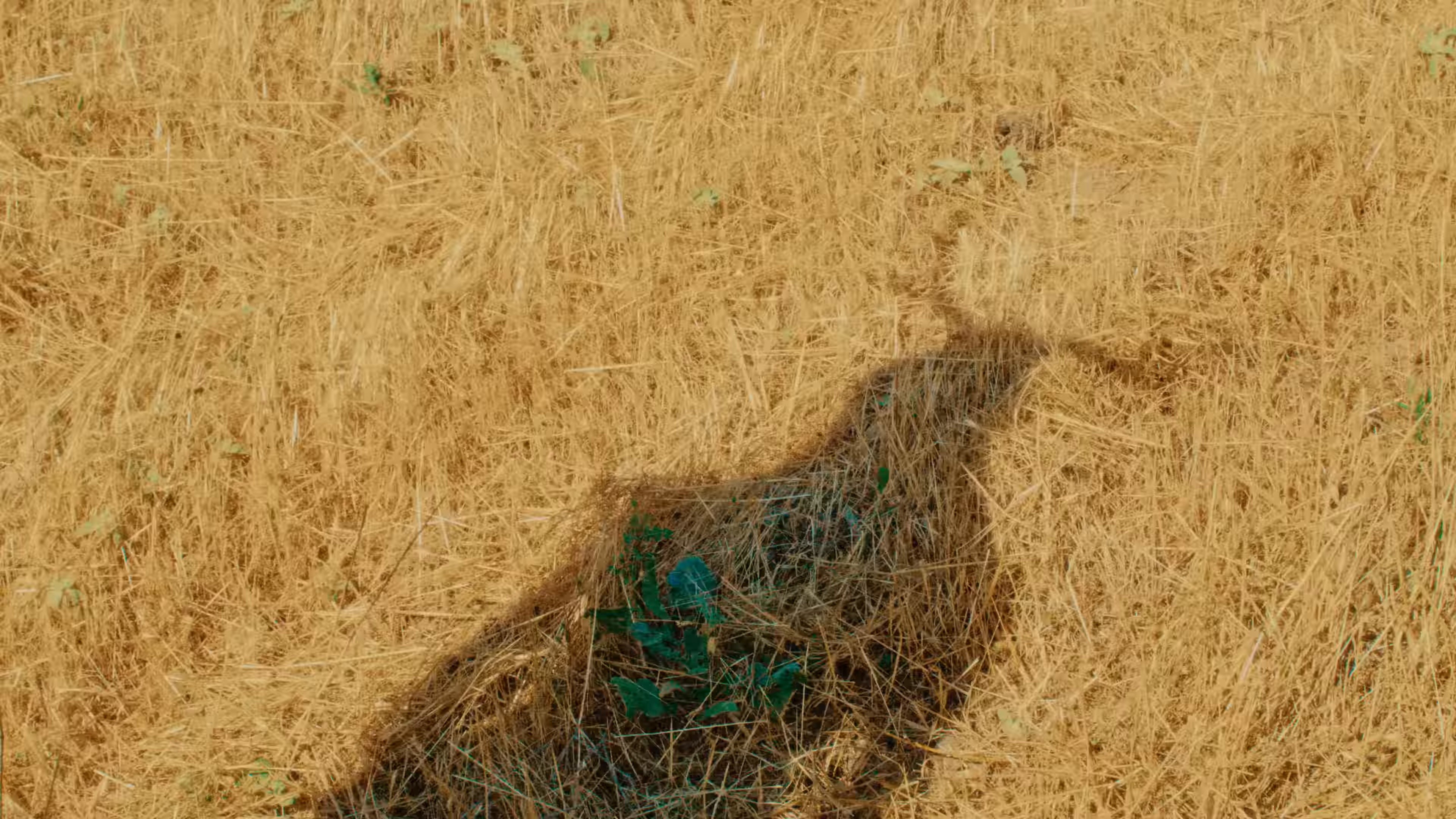 Come June (2024) —  shot,  lighting