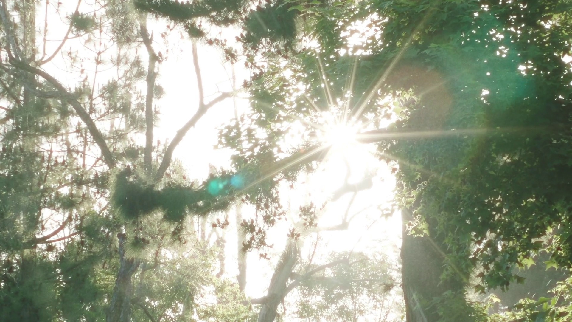 Settled In (2020) —  shot,  lighting