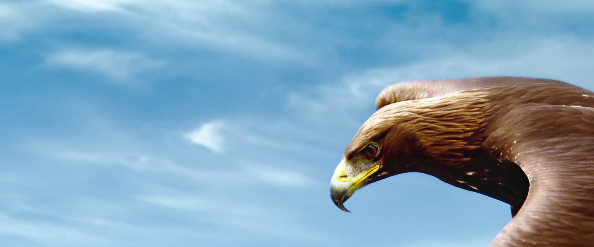 Heidi (2015) —  shot,  lighting