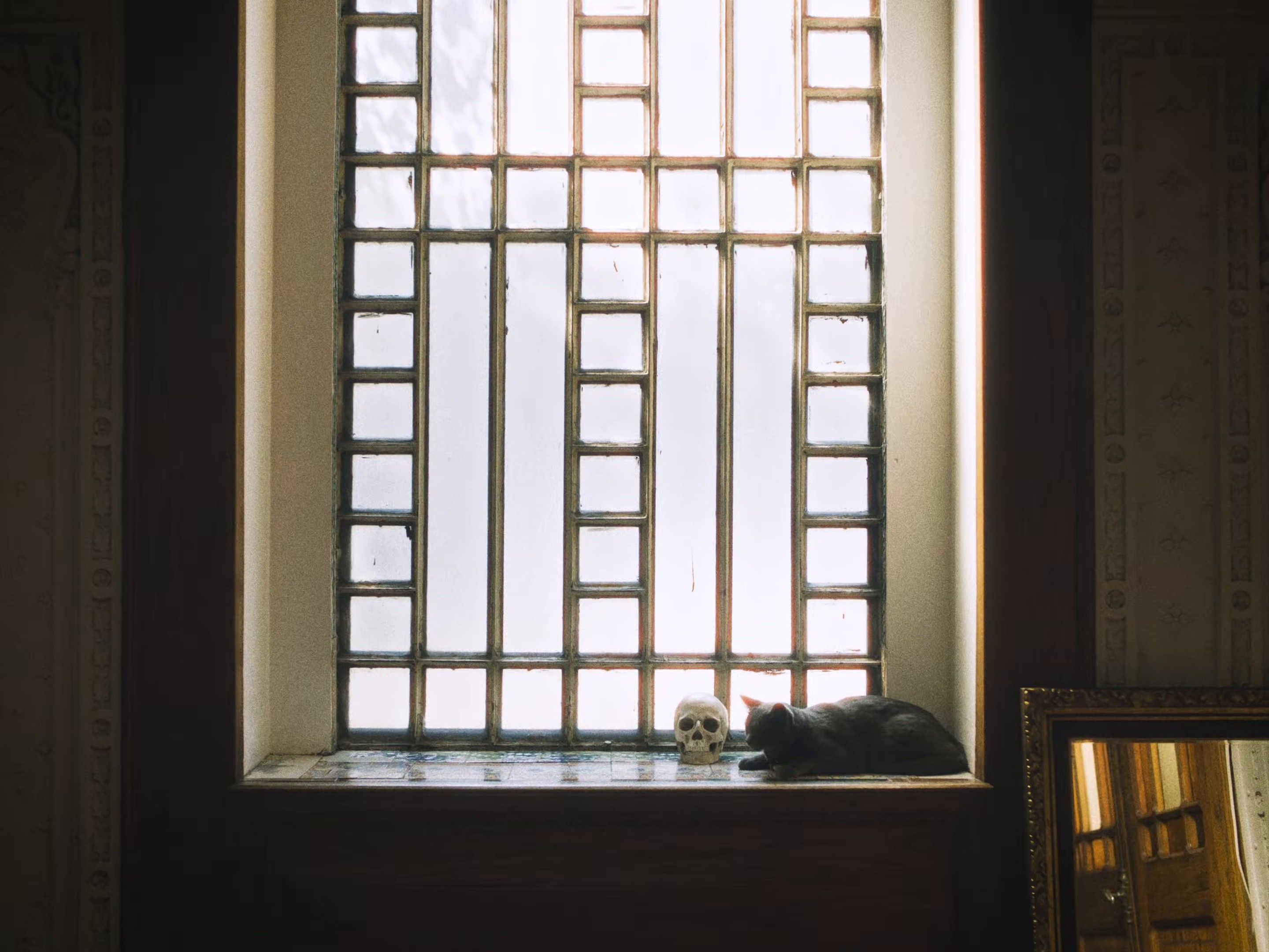 MI GATA (2026) —  shot,  lighting