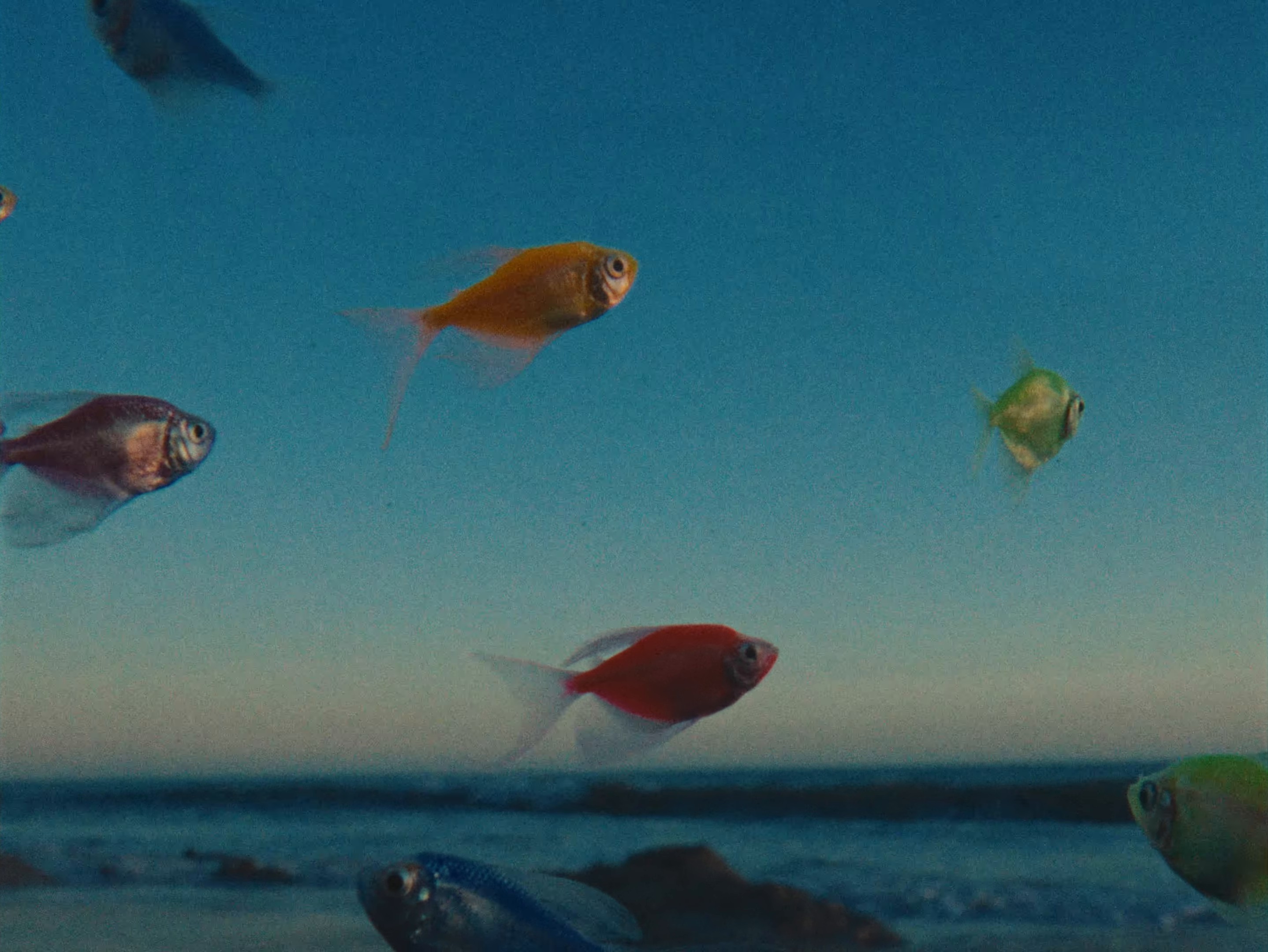 Luz del Mar (2024) —  shot,  lighting