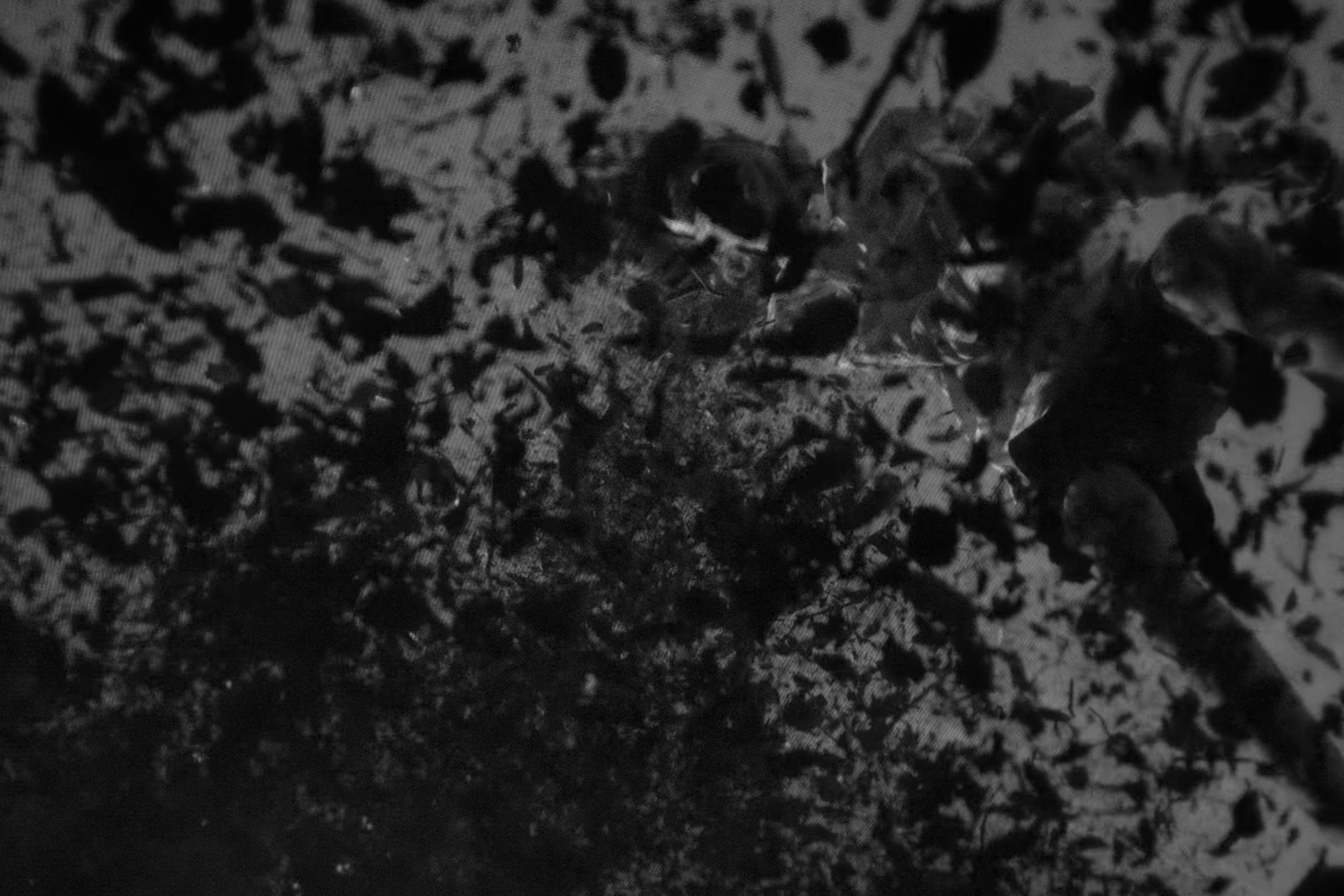 flash (2025) —  shot,  lighting