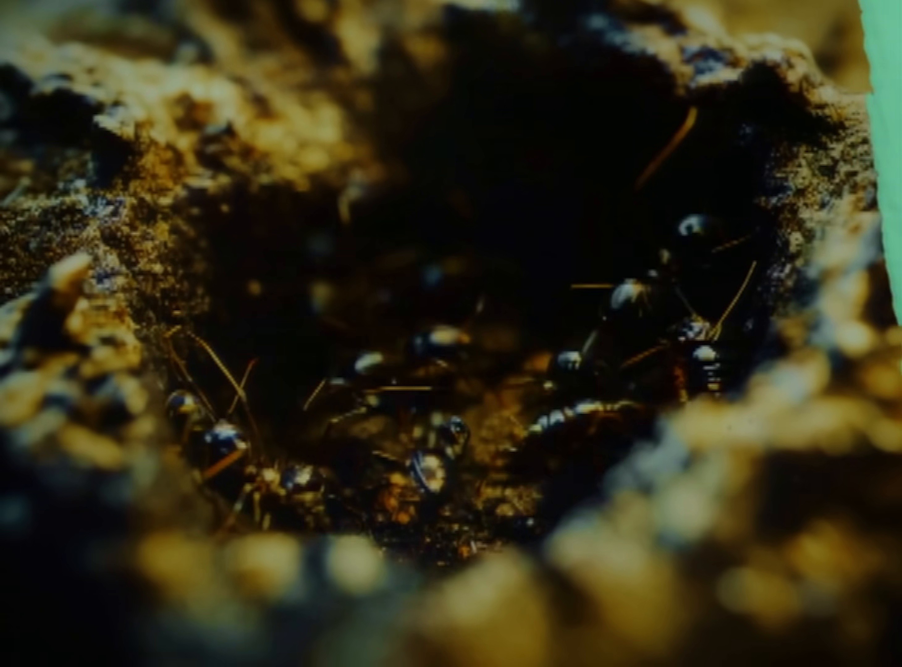 Animal (2024) —  shot,  lighting