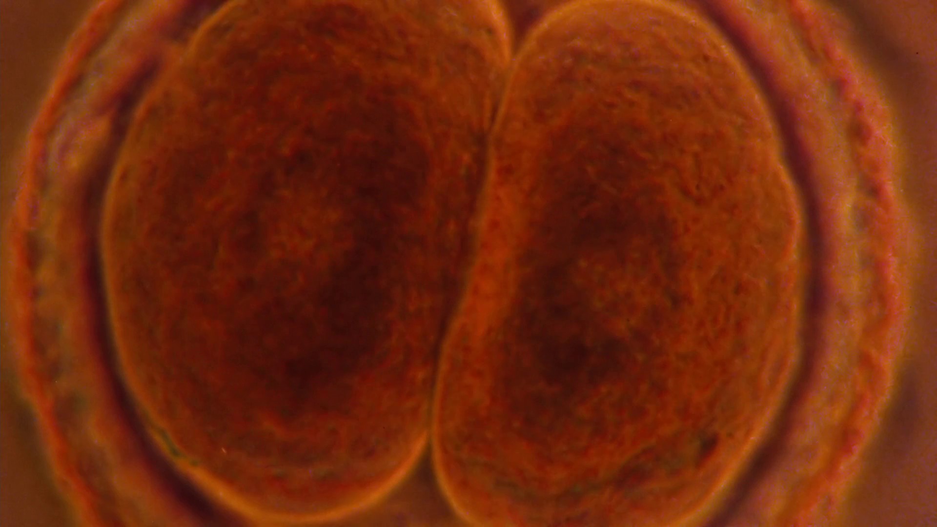 Altered States (1980) —  shot,  lighting