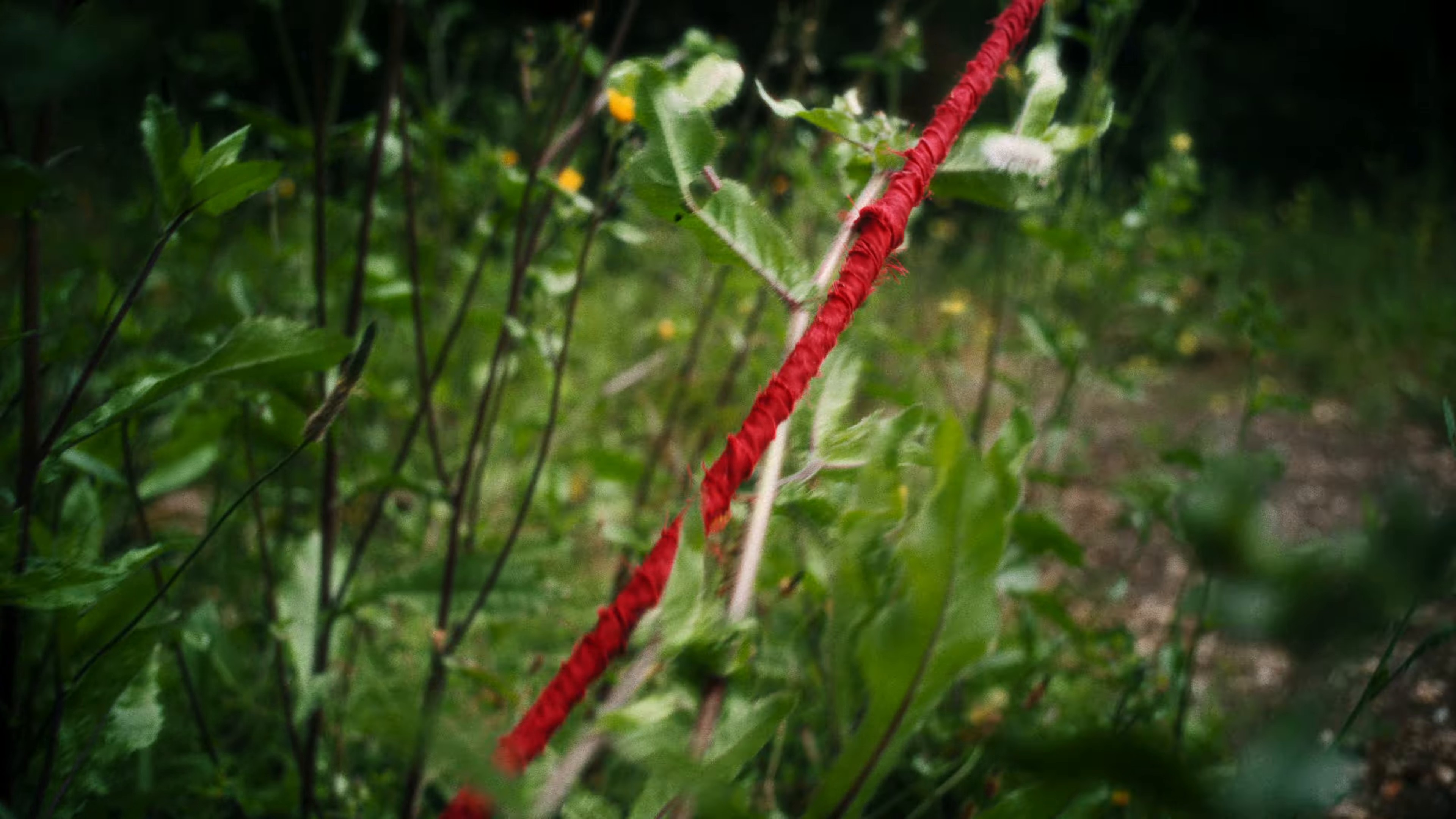 Last Time We Never Meet Again (2024) —  shot,  lighting