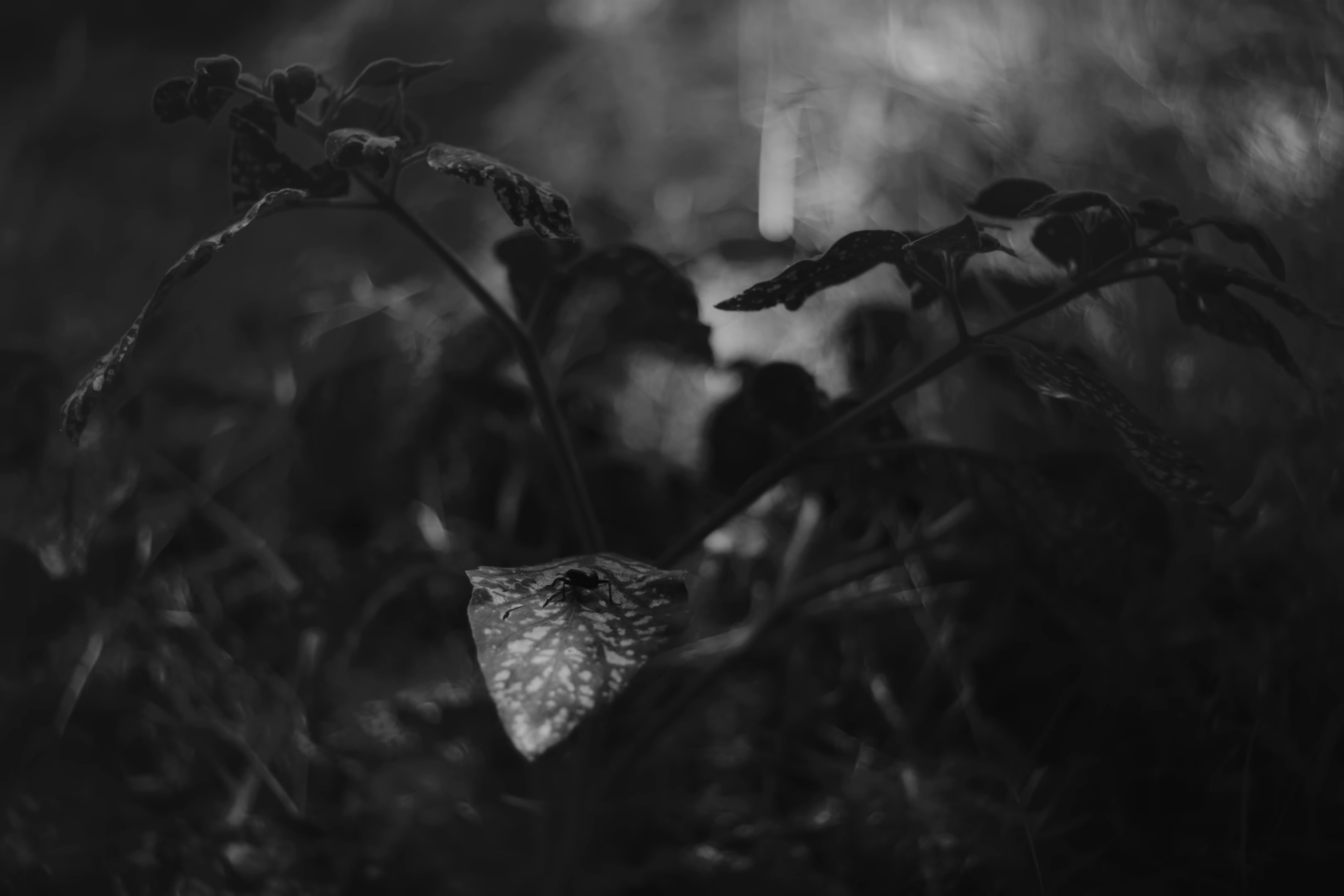 flash (2025) —  shot,  lighting