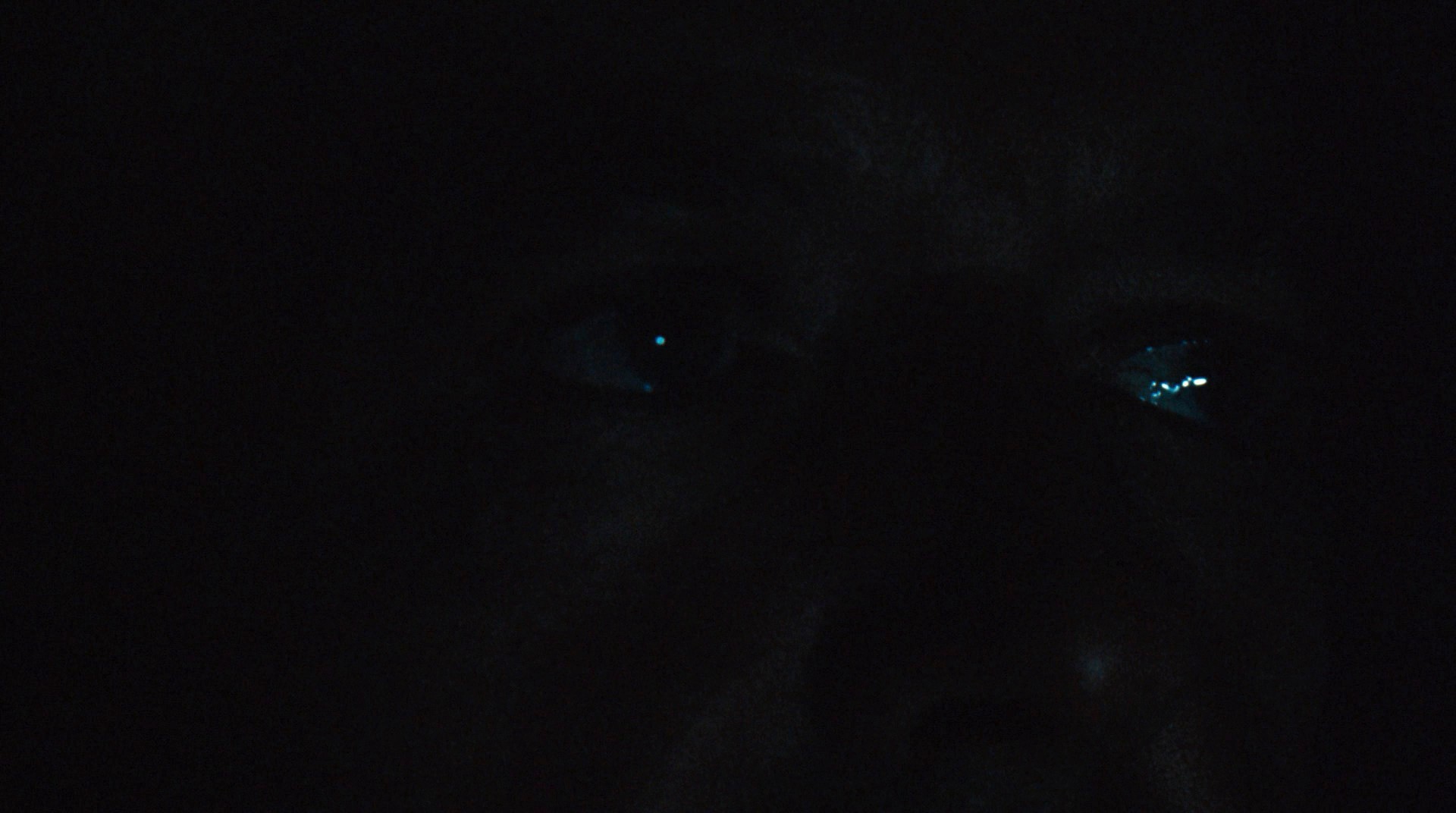 All the President's Men (1976) —  shot,  lighting