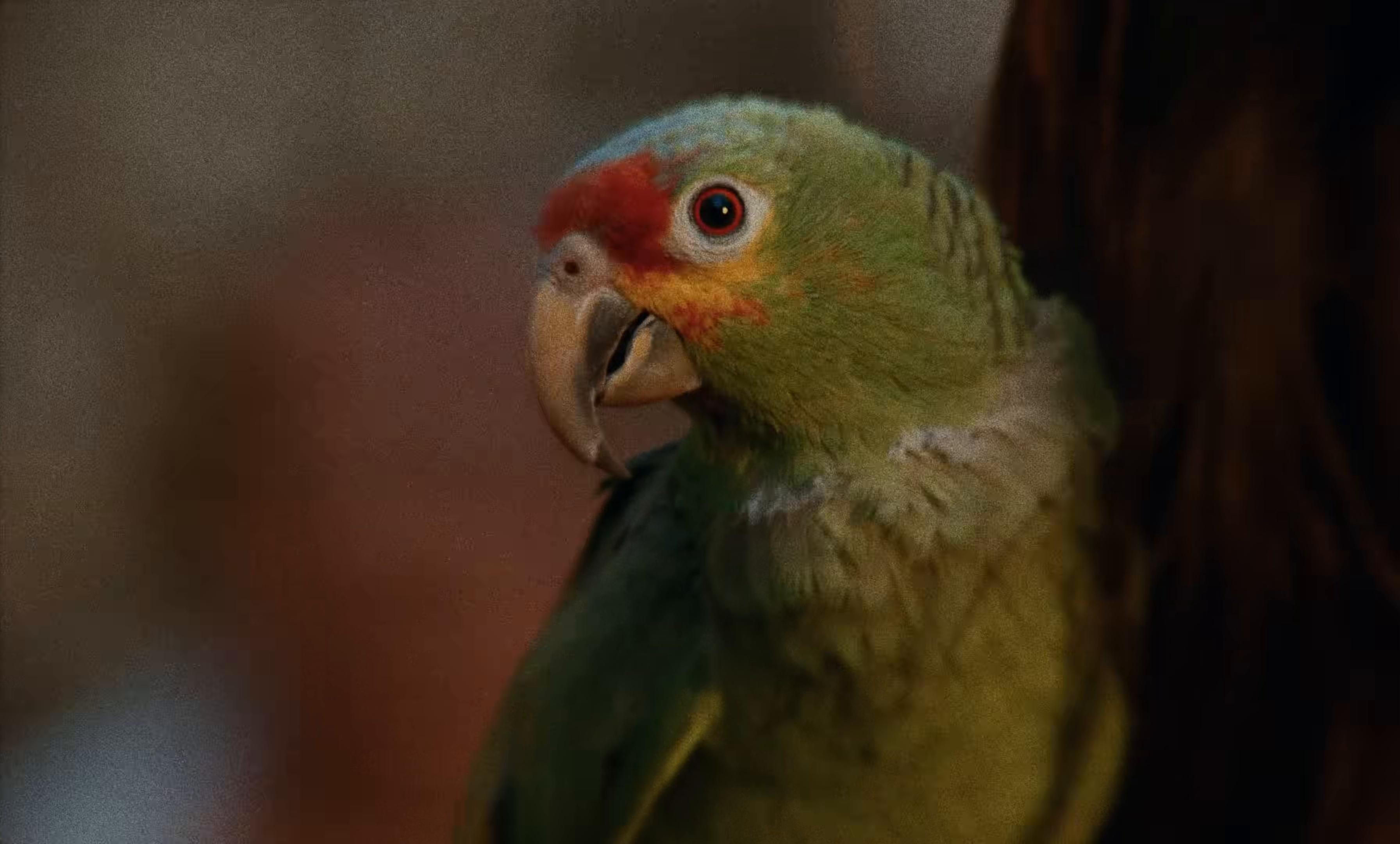 KHE CALOR (2025) —  shot,  lighting