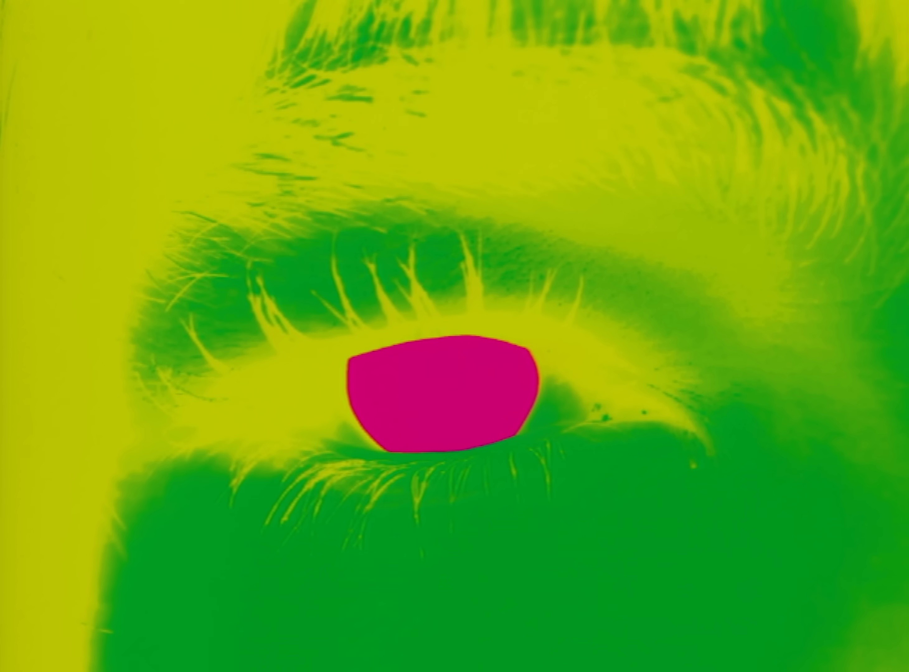 Animal (2024) —  shot,  lighting