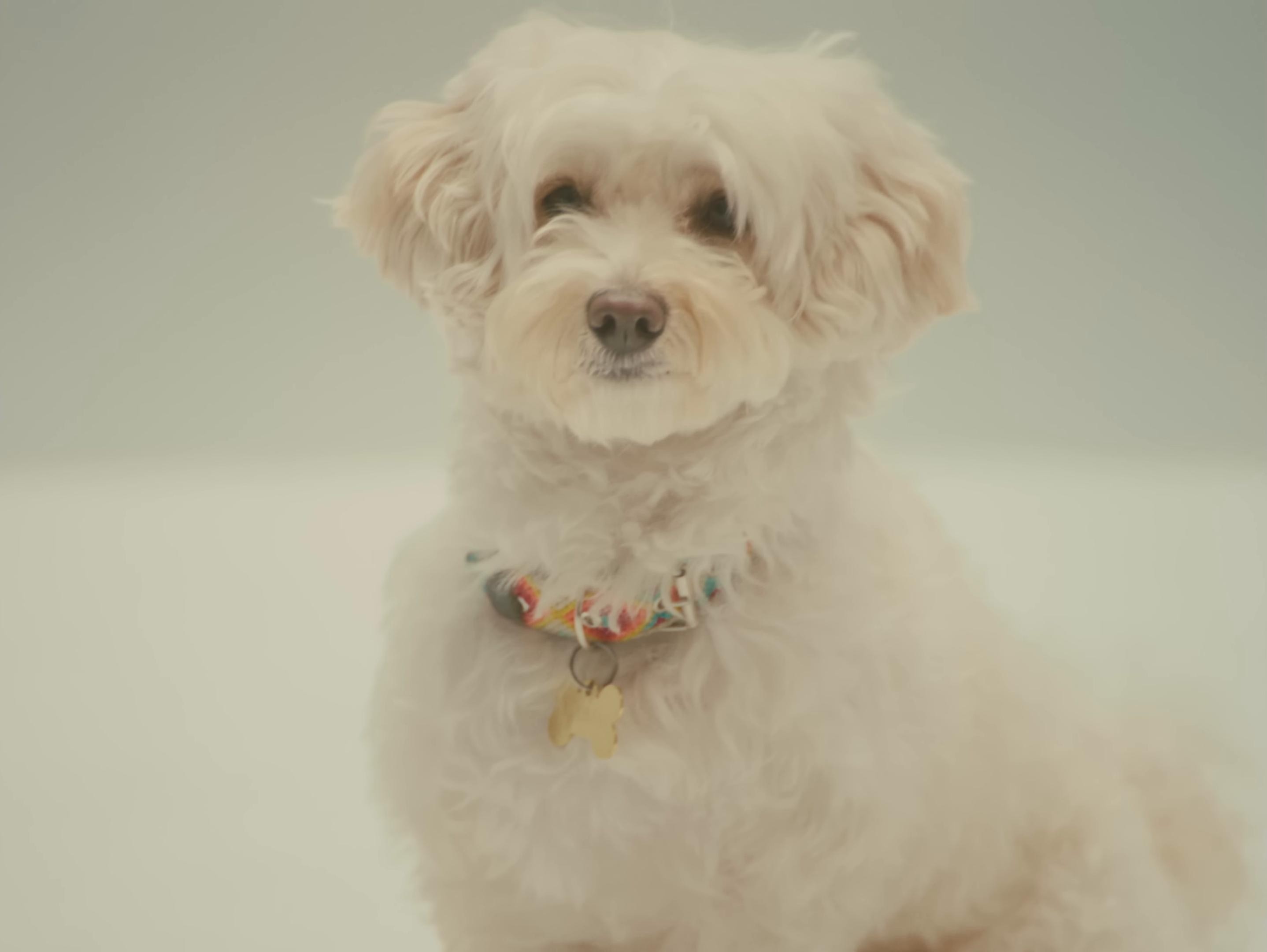 MAIMAI (2025) —  shot,  lighting