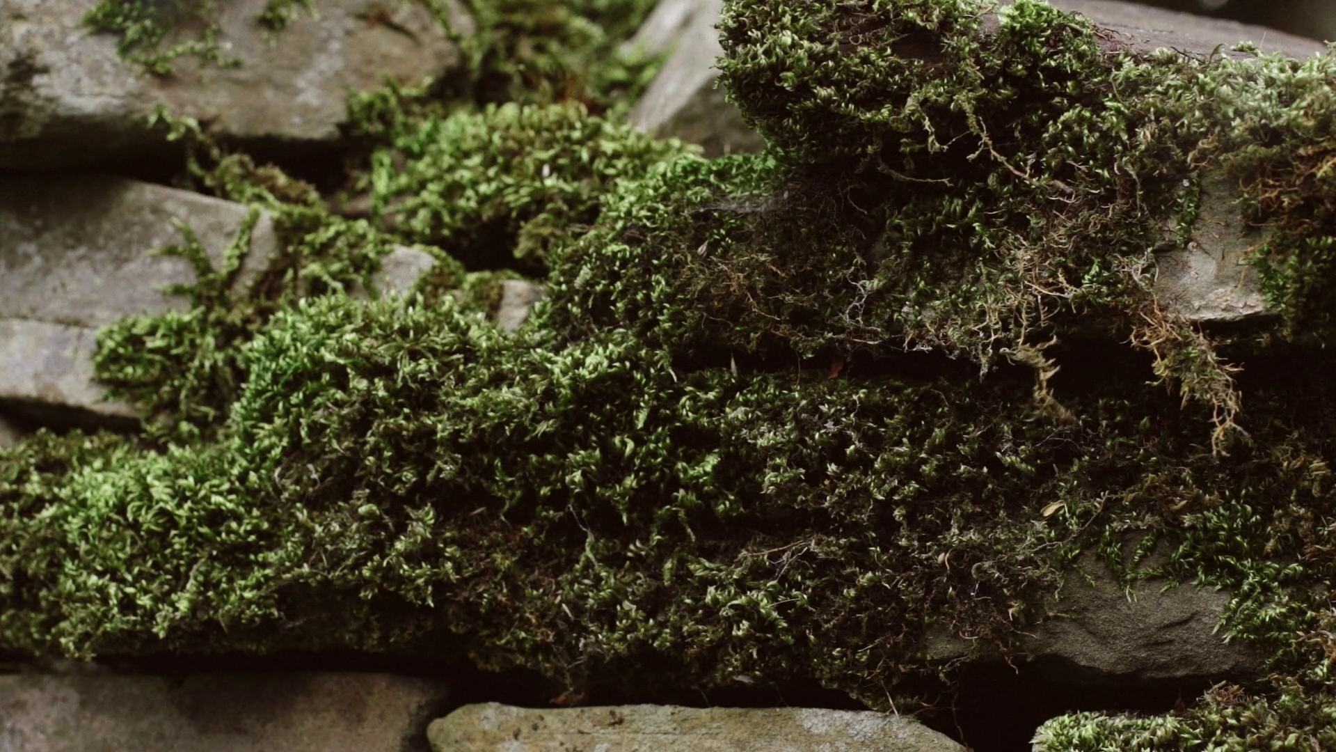 Hide & Seek (2016) —  shot,  lighting