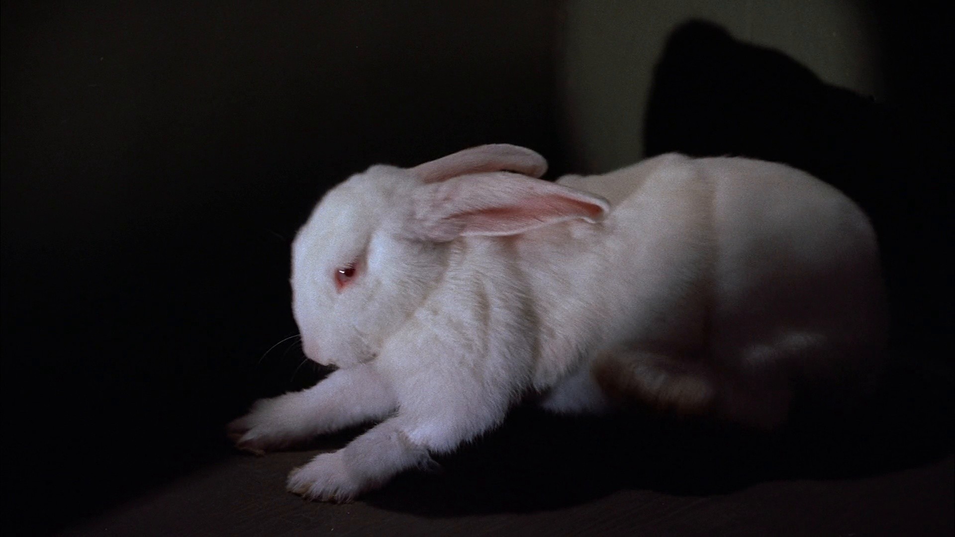 The Geisha Boy (1958) —  shot,  lighting