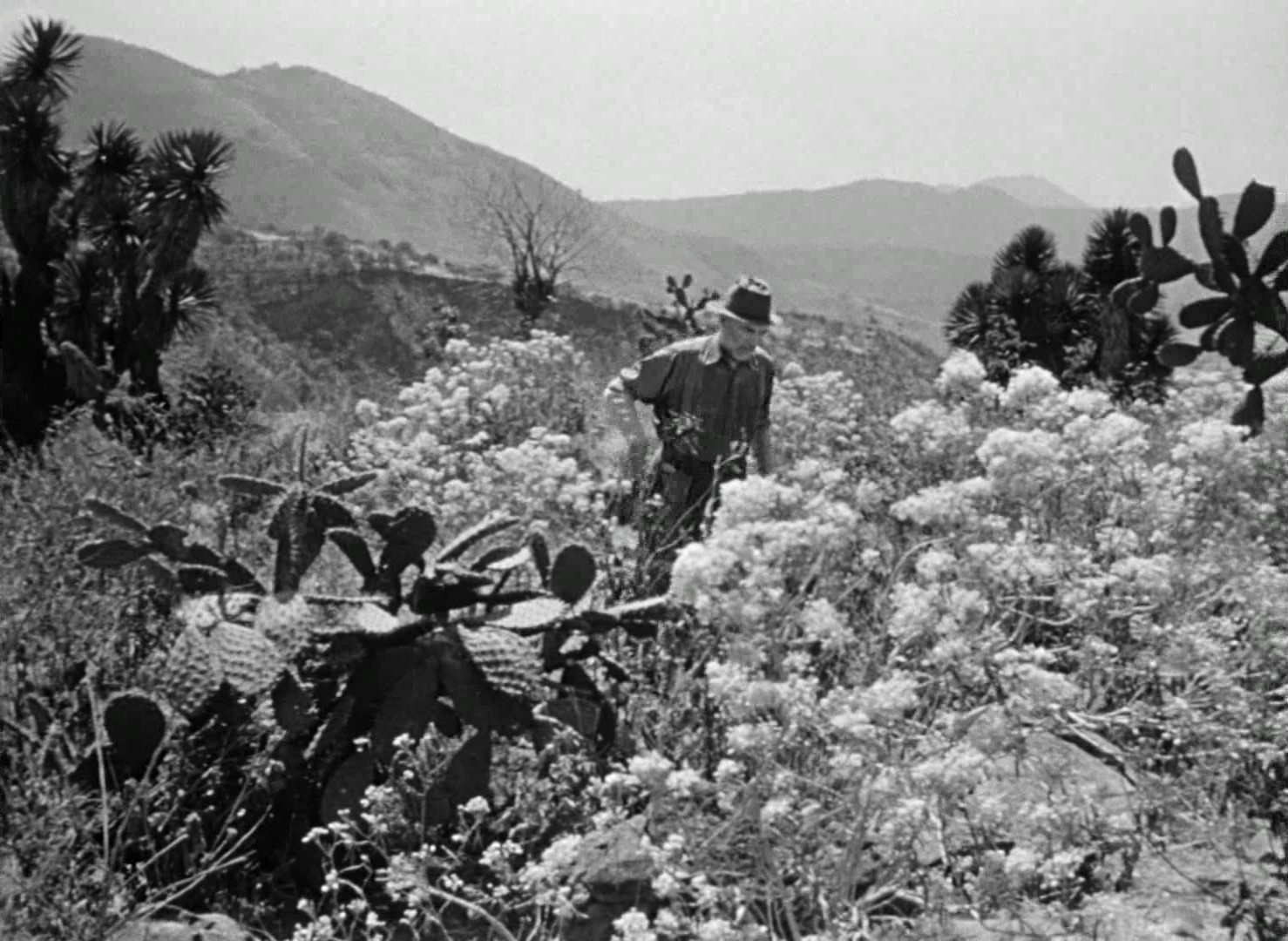 The Treasure of the Sierra Madre (1948) —  shot,  lighting